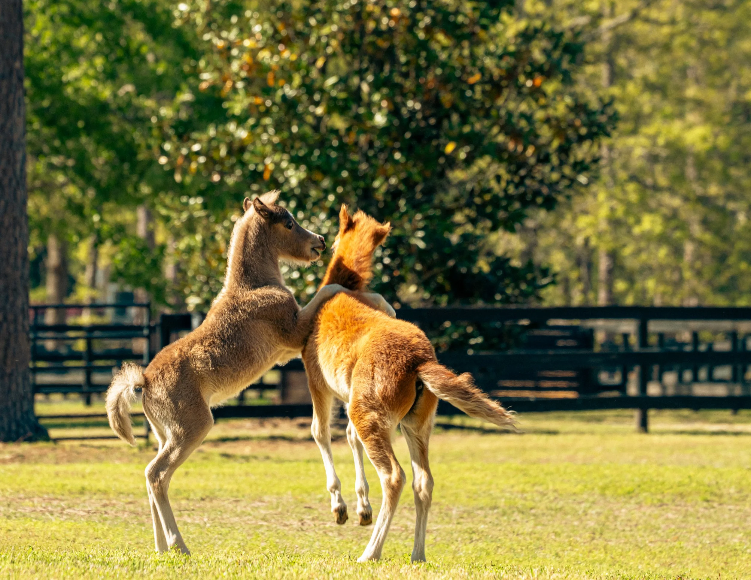 2025_AikenHorses3PS.JPG