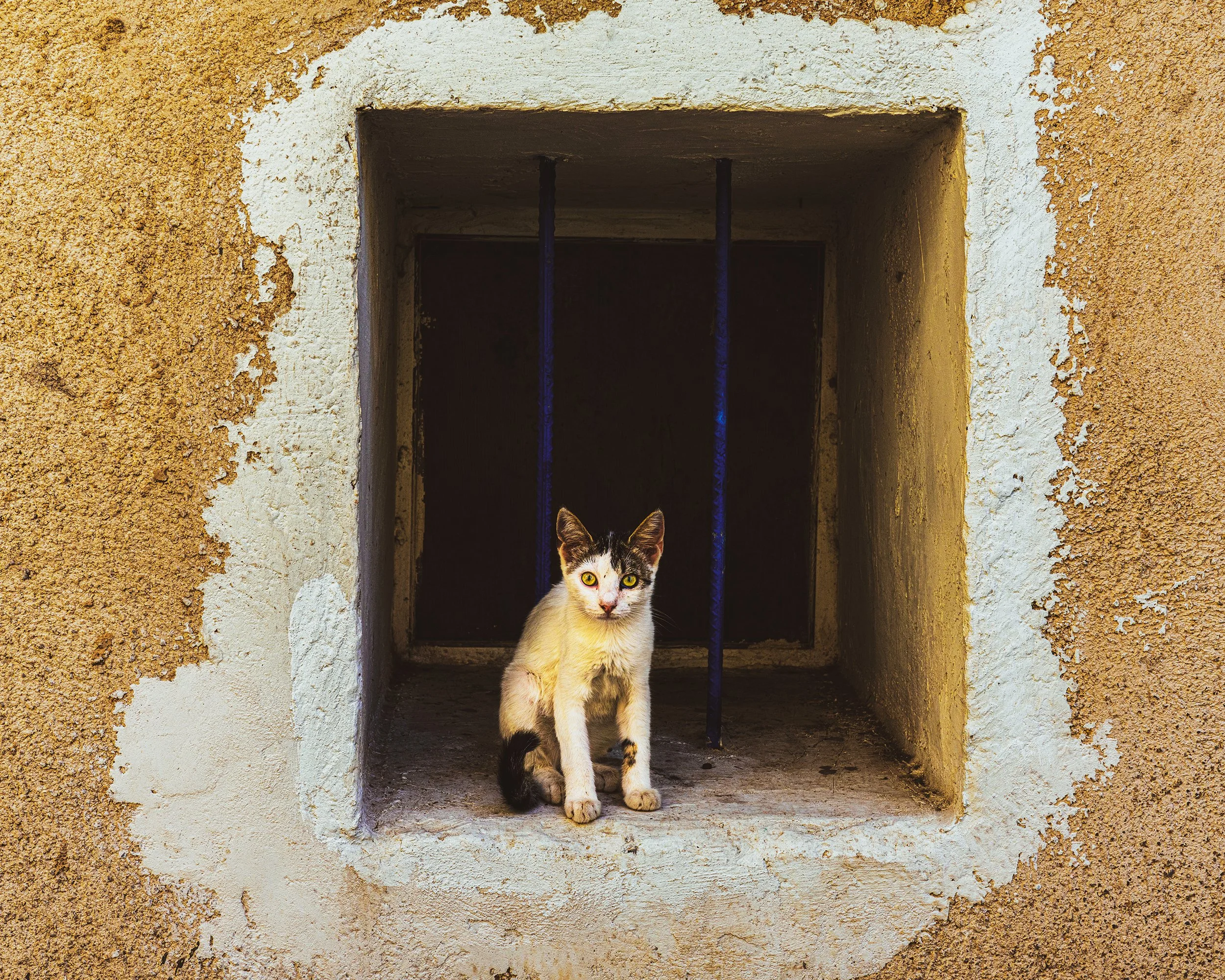KhiosInstaCat3-4Website.jpg