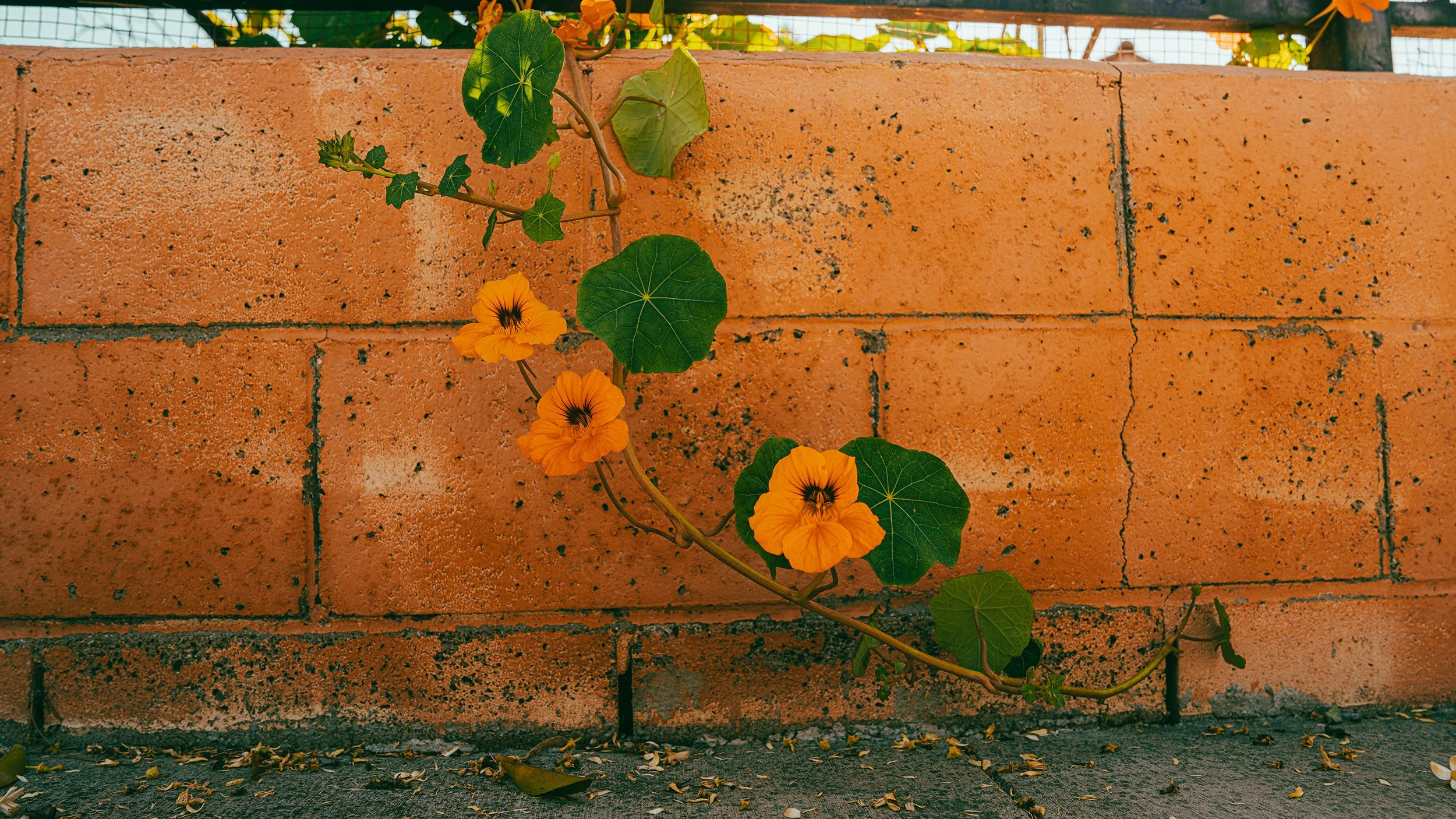 FloweronwallWebsite.jpg