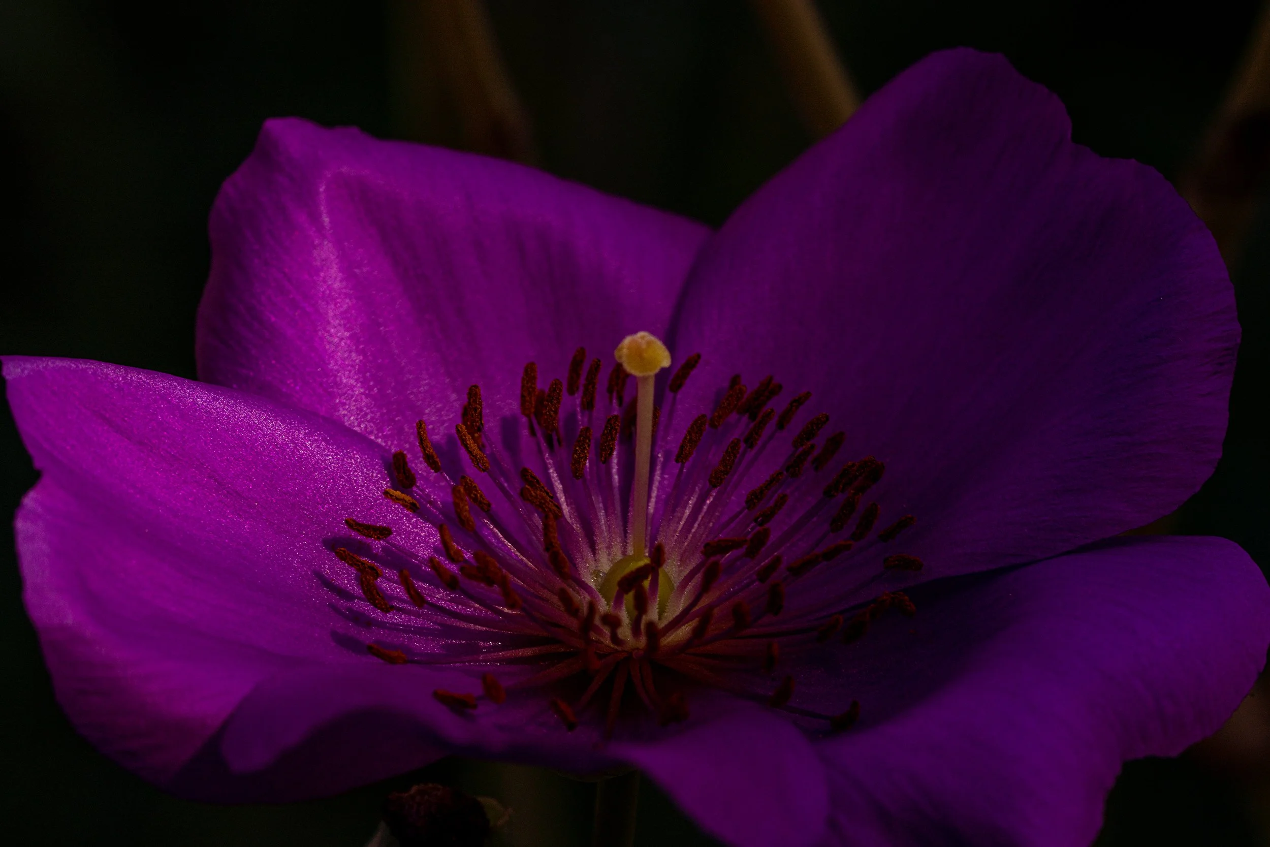 LarchFlowers17-09464Website.jpg