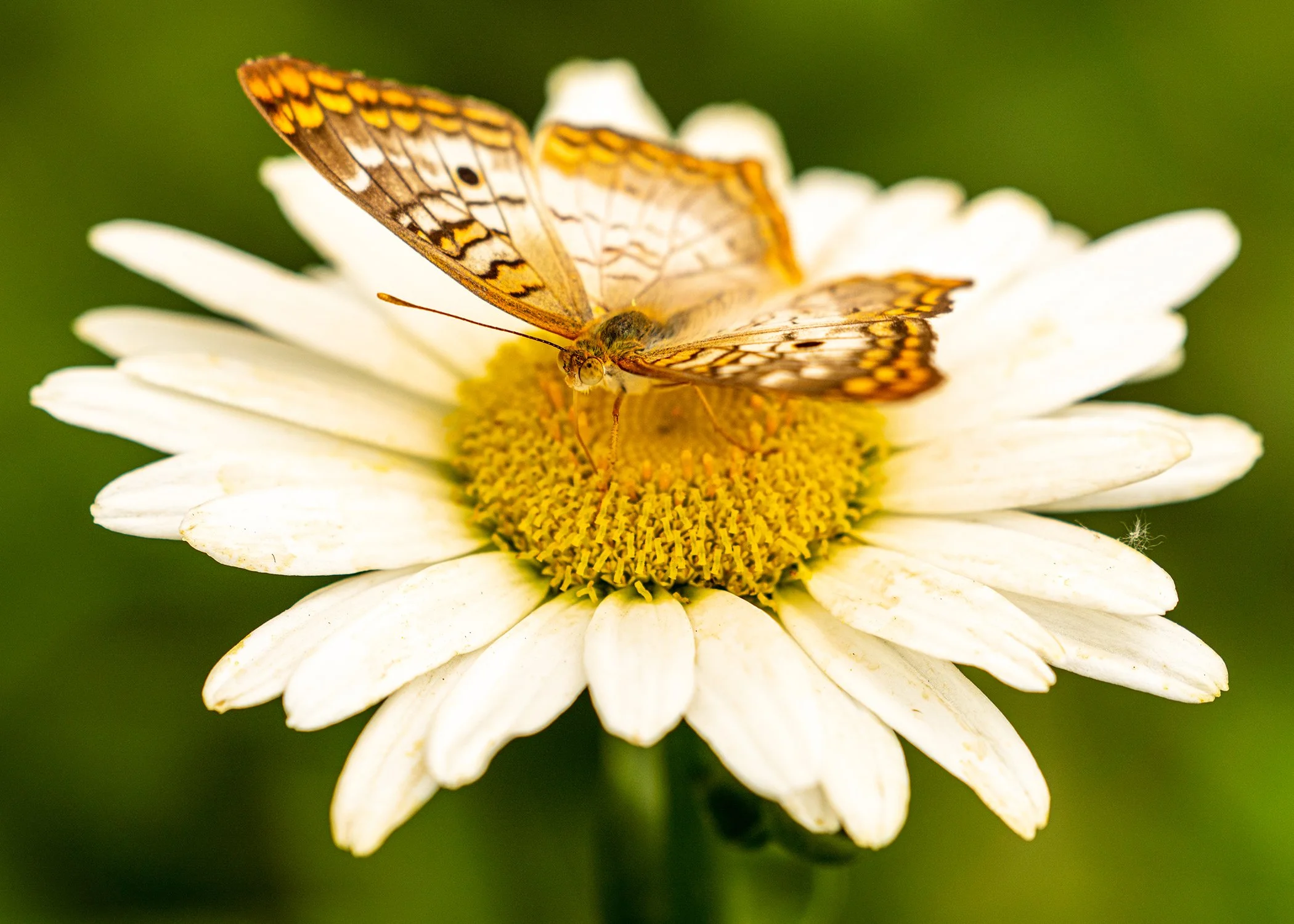 KrohnButterfly10Website.jpg