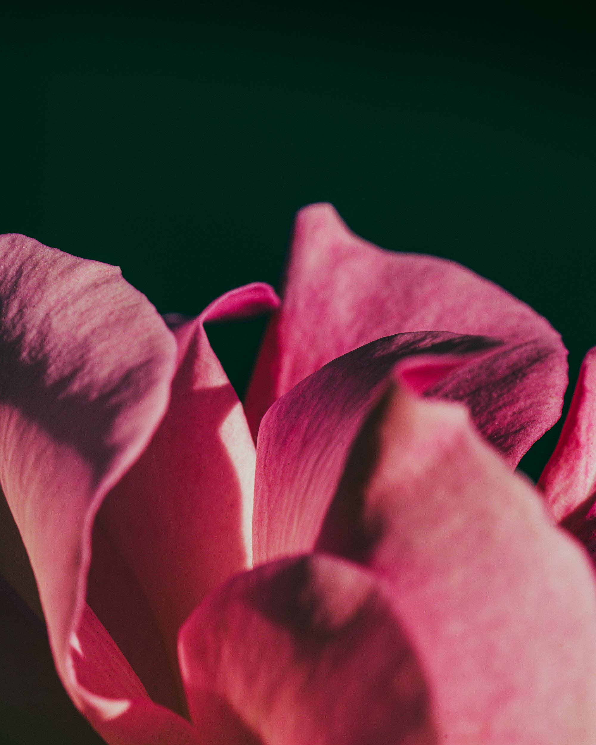 2026_FebFlowers_1PSWebsite.jpg