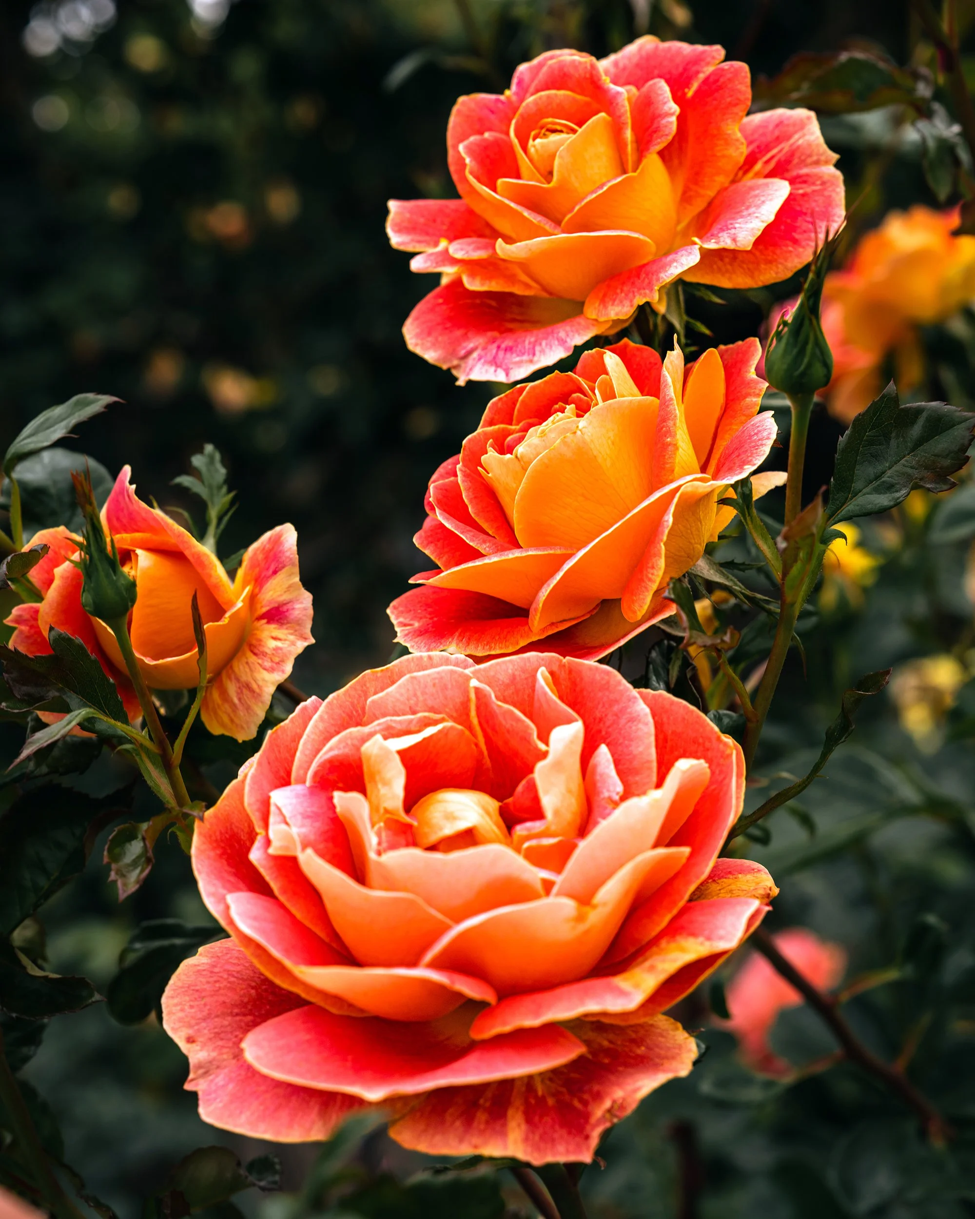 rosetrio1PSWebsite.jpg