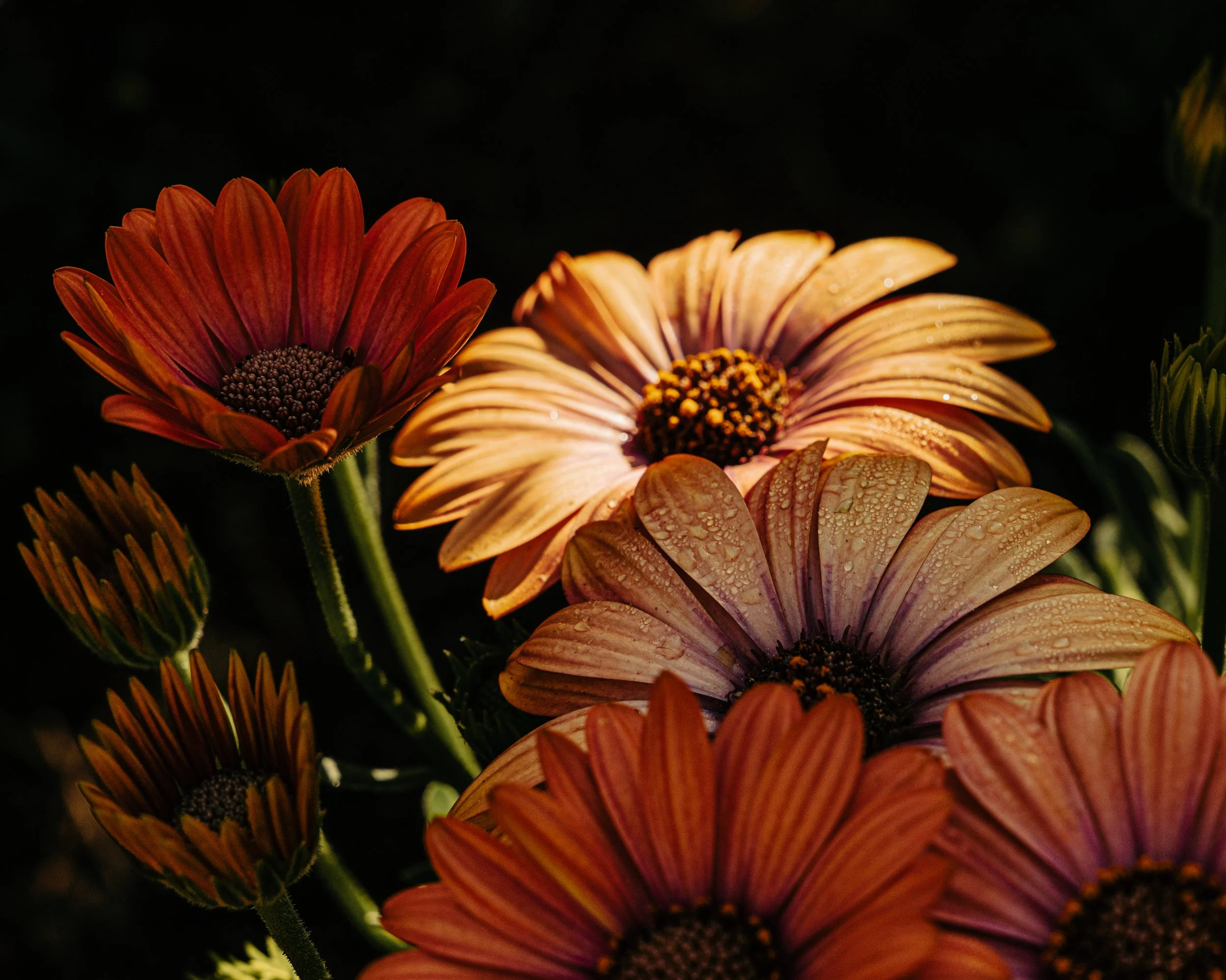 bunchofflowers1.JPG