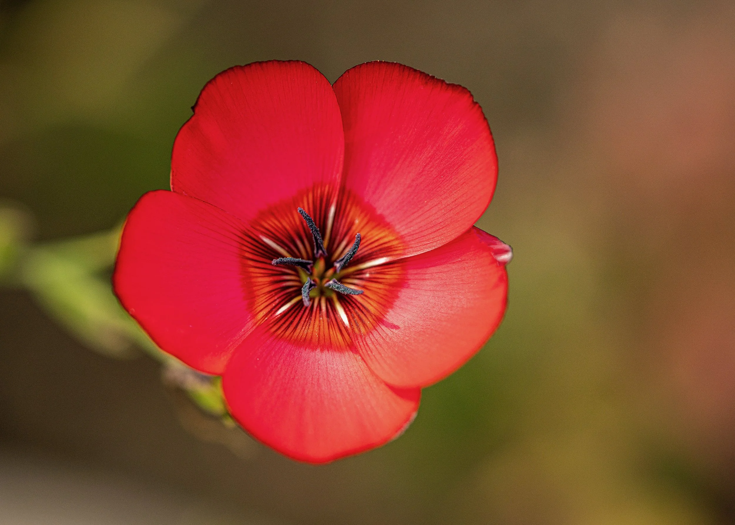 Redpaperflower1PSWebsite.jpg