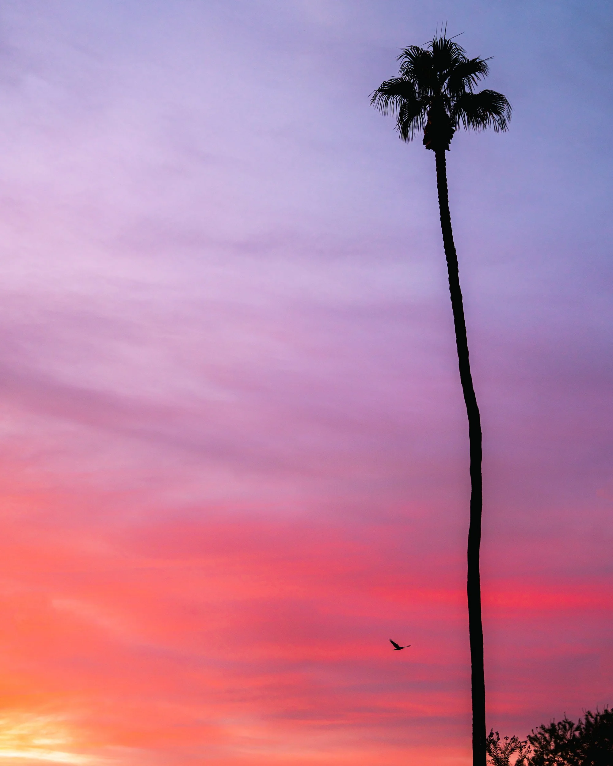2025_9-14-25_JoshuaTree_26PS.jpg