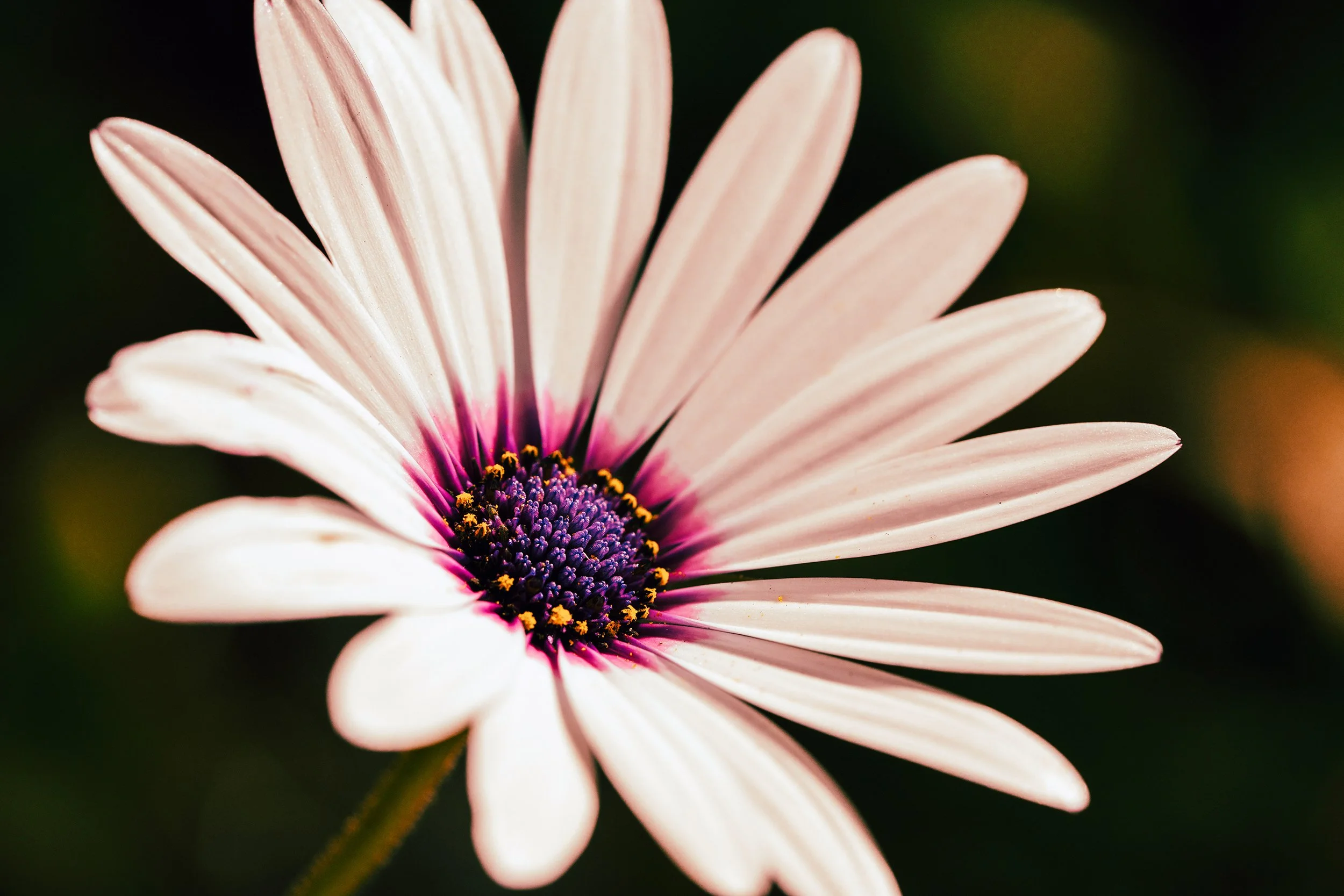 closeupflowerPSWebsite.jpg
