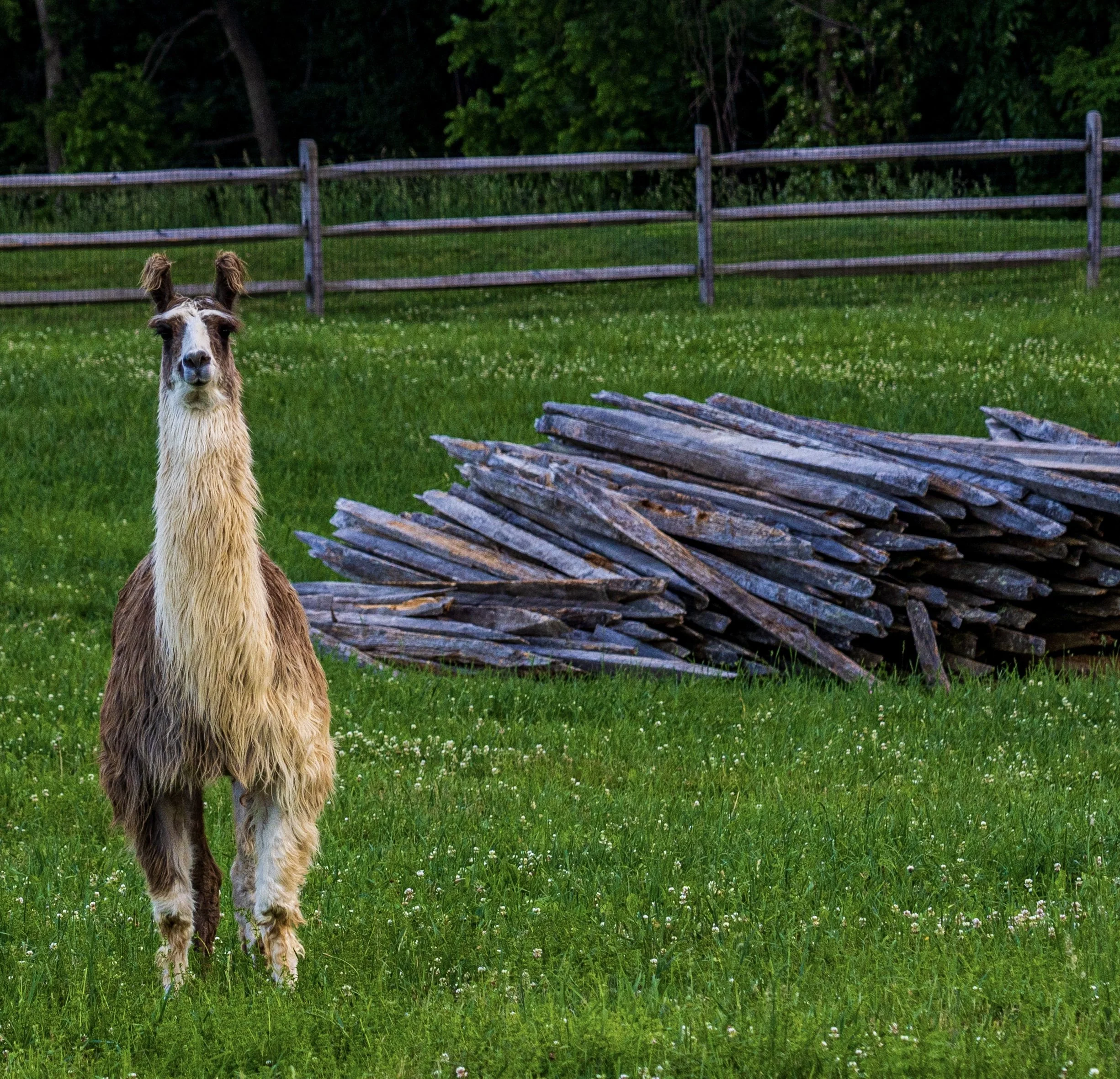 Llama2.jpg