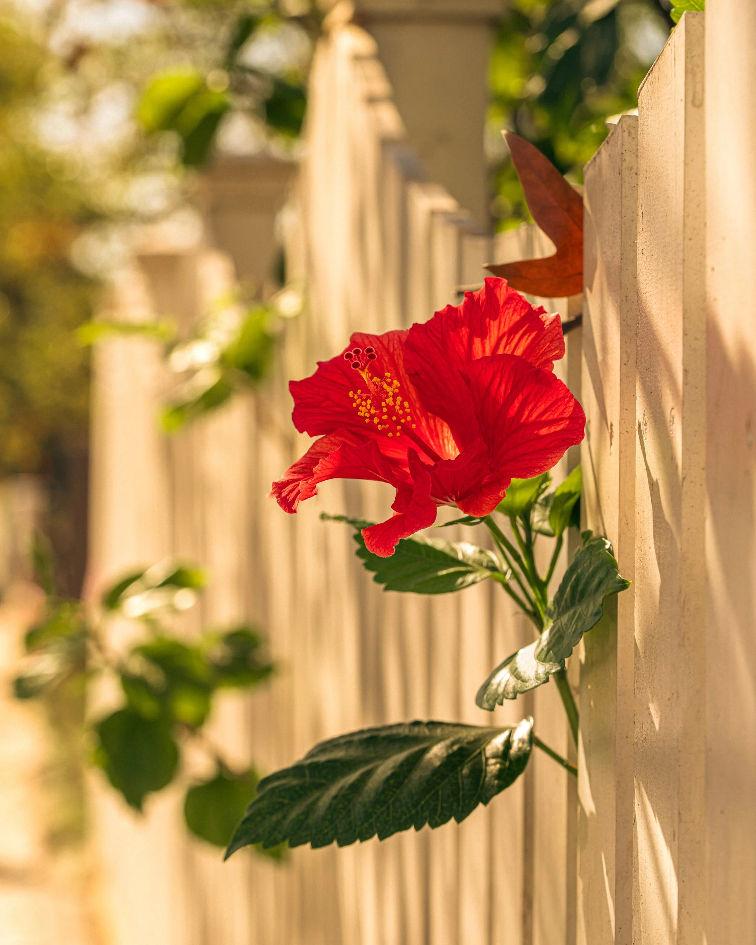 2026_FebFlowers_8PS.JPG
