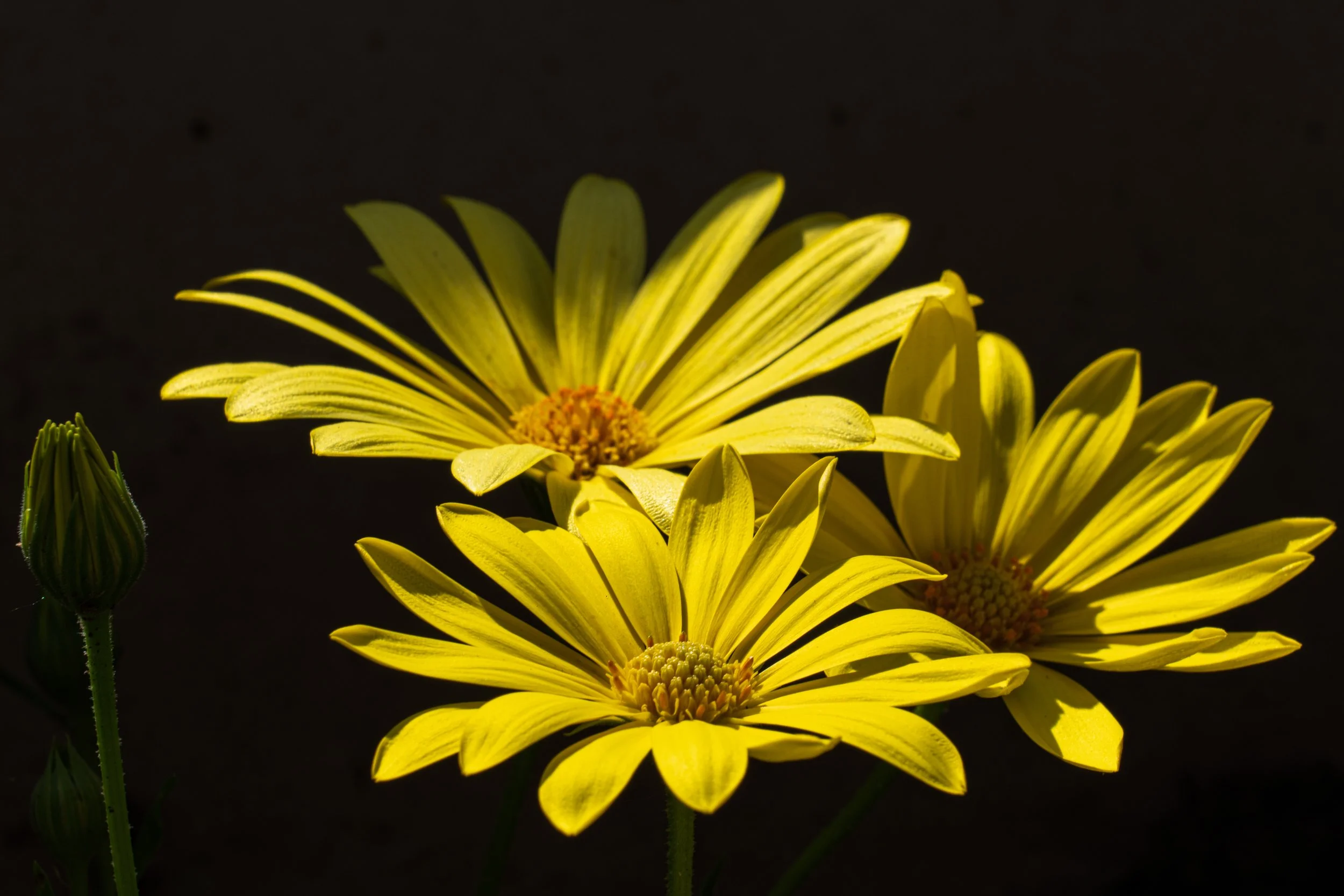 DSC05418-5.JPG