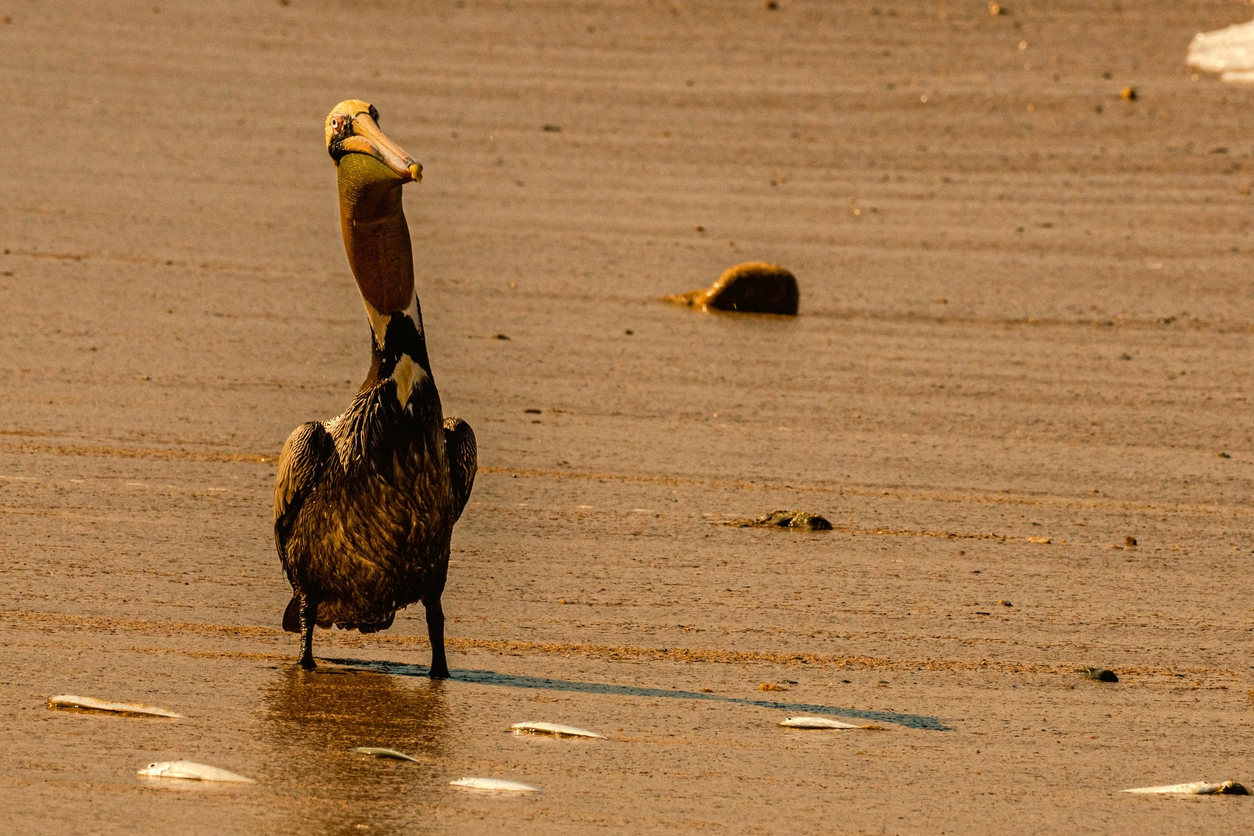 PVPelican5PS.JPG