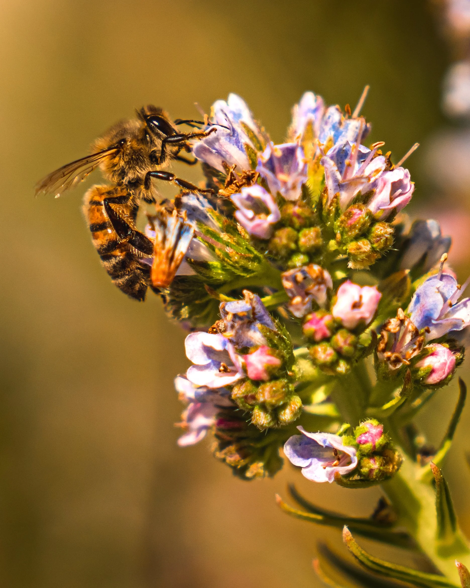 Beephoto1.JPG
