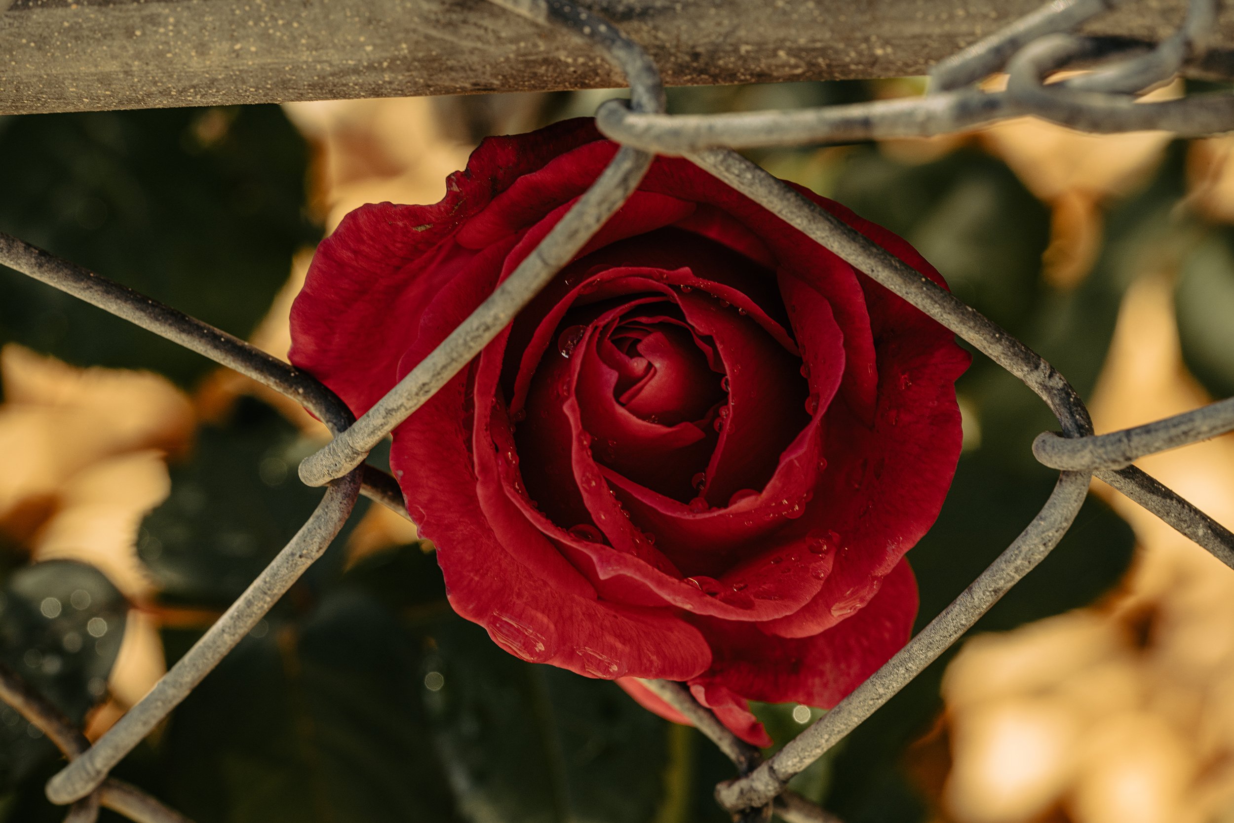 Rosefence1PSWebsite.jpg