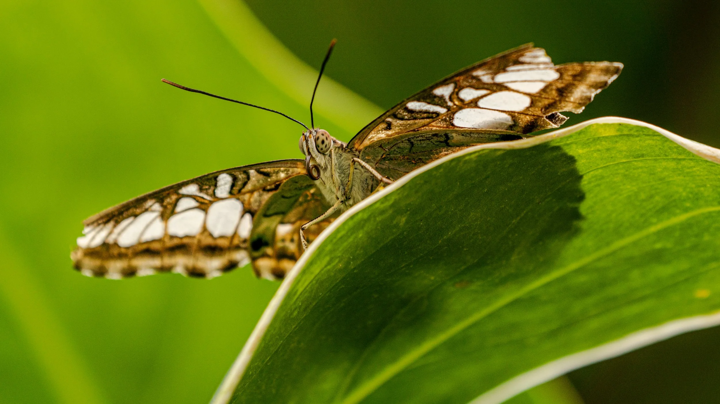 KrohnButterfly22.JPG
