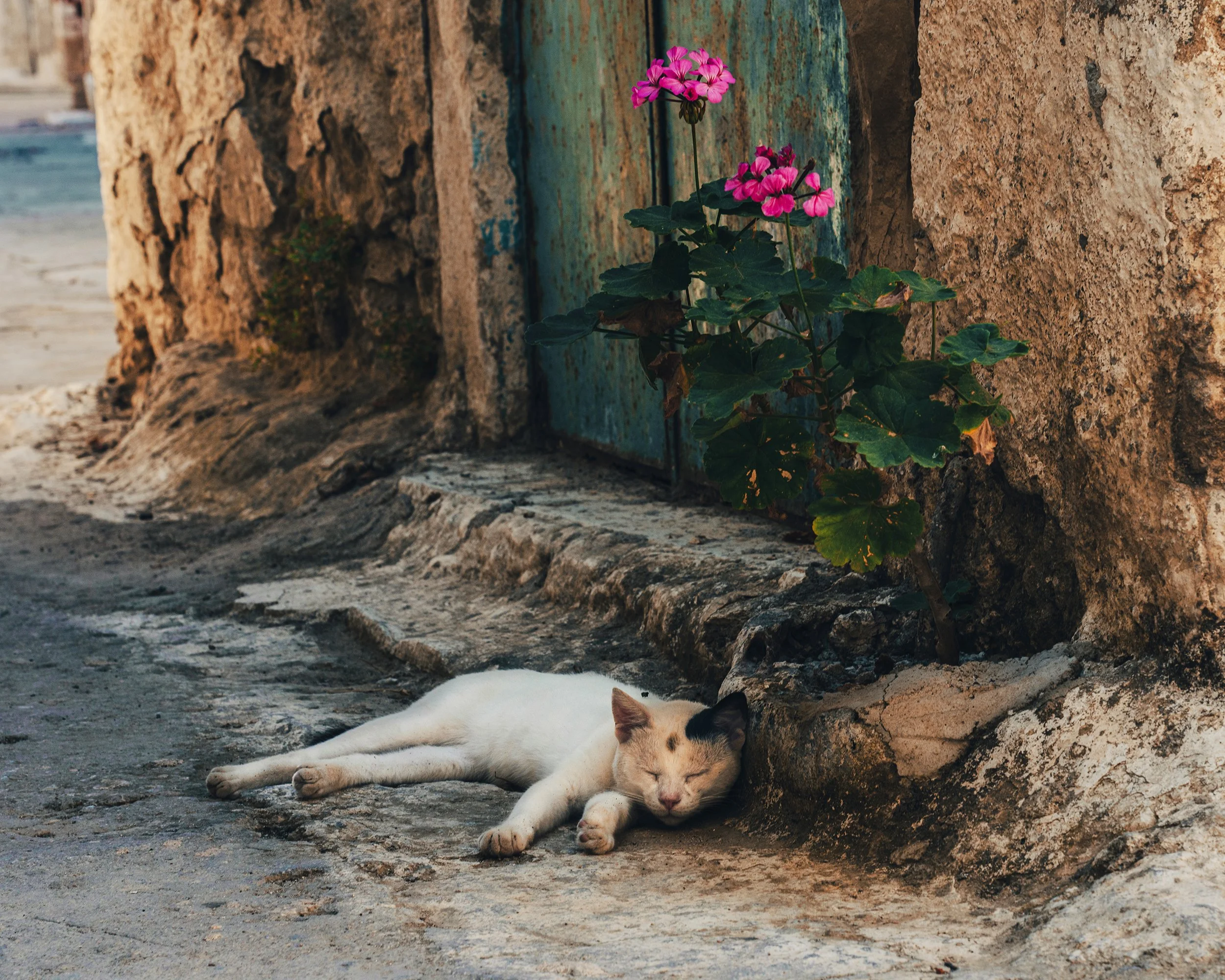 KhiosInstaCat4-3Website.jpg