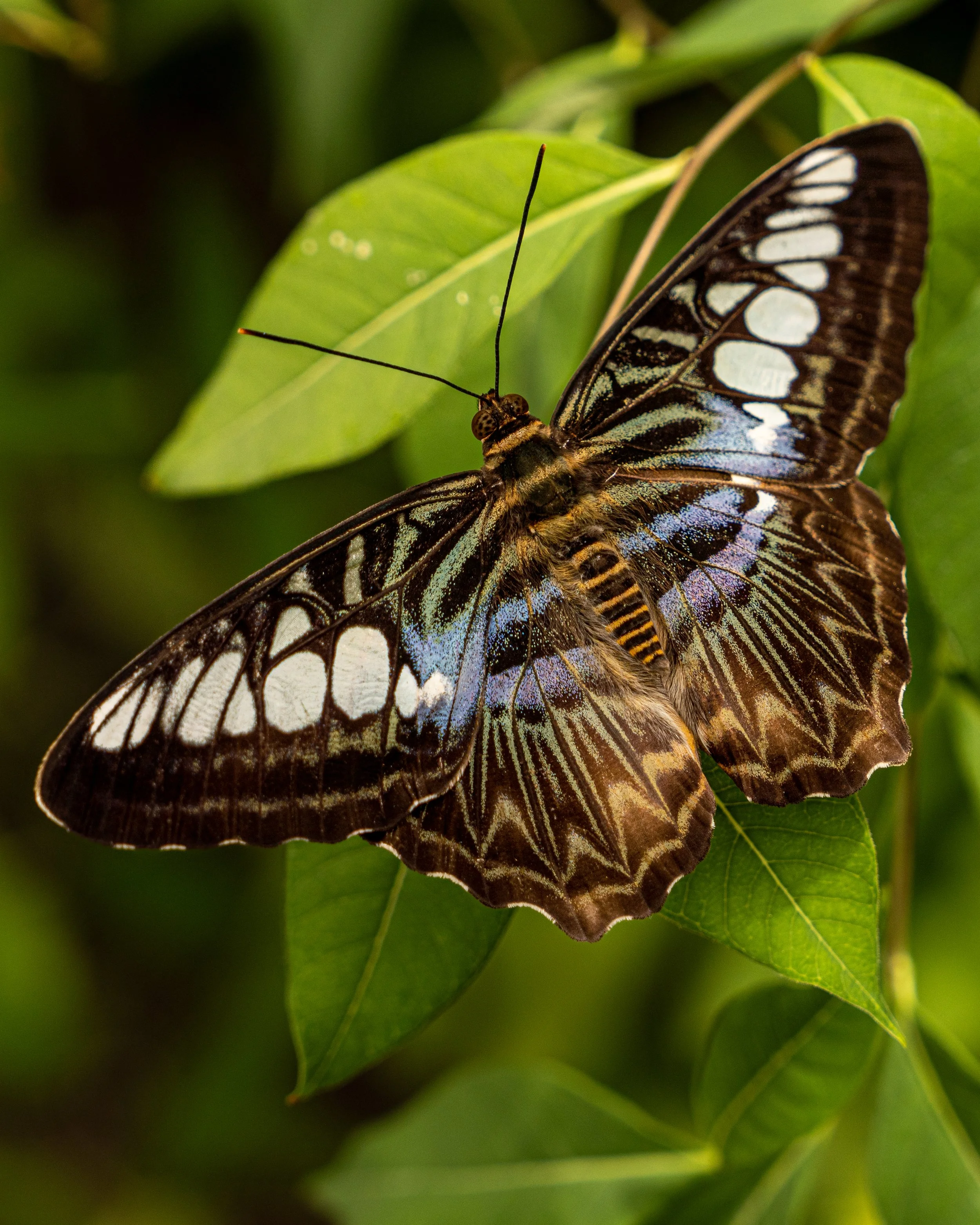 KrohnButterfly5.JPG
