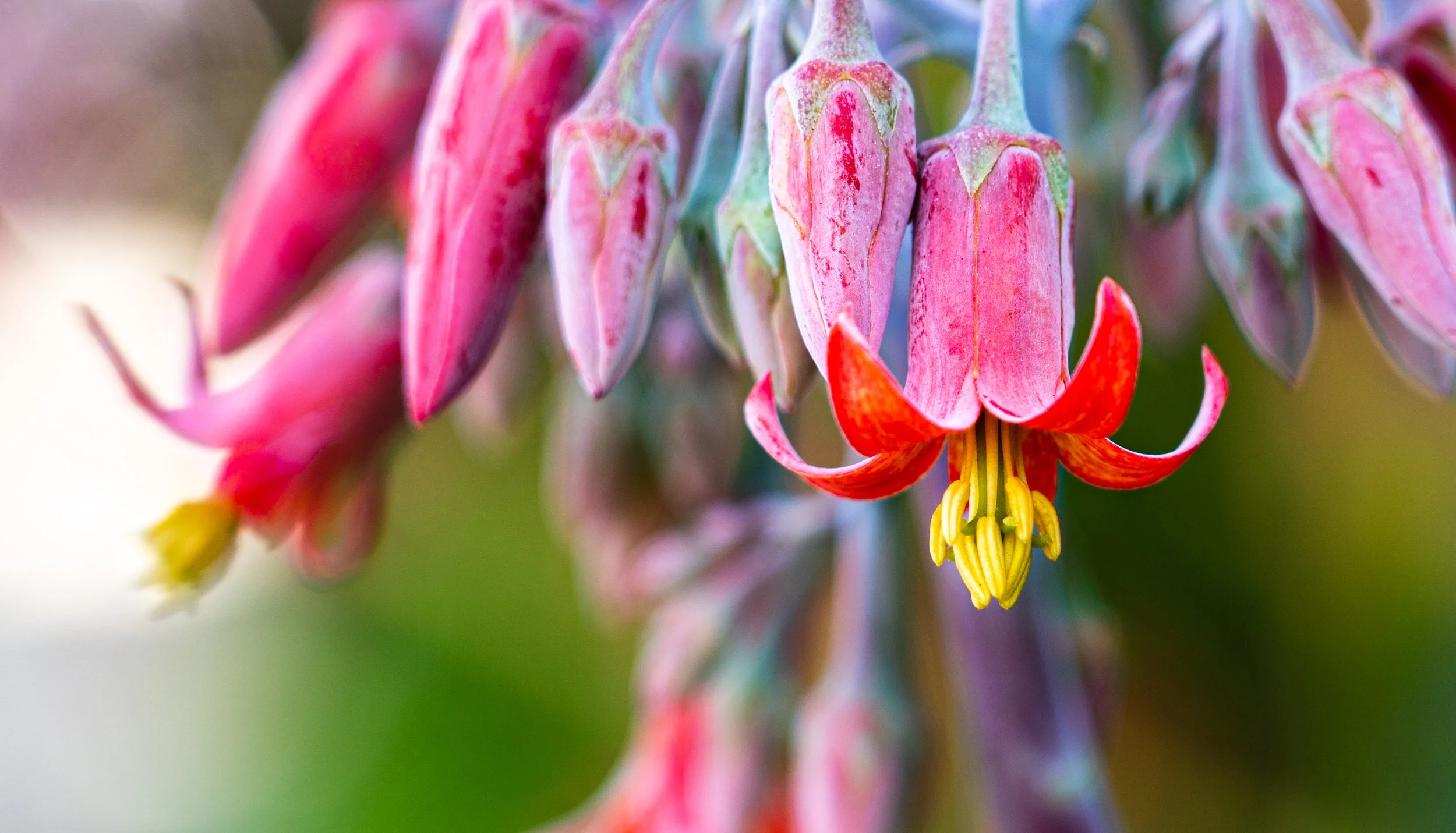 flower6-02980.JPG
