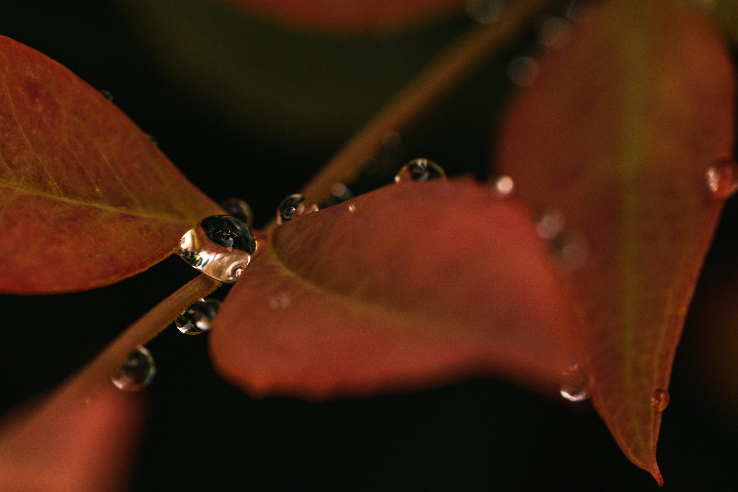 waterdropleaf1.JPG