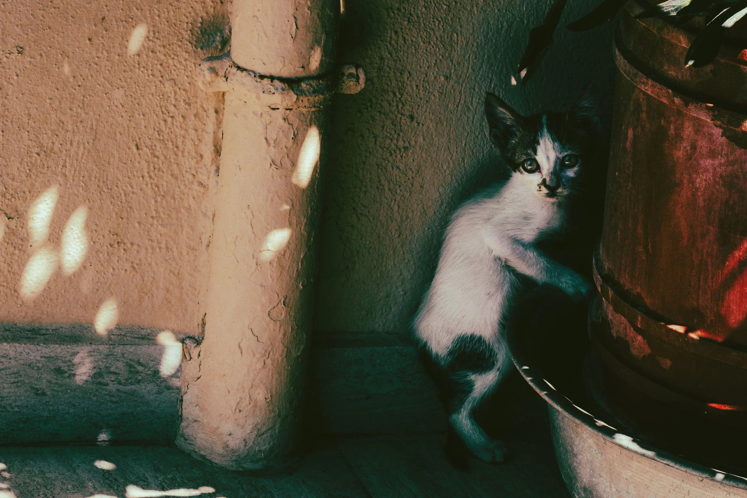 KhiosInstaCat5-2.JPG
