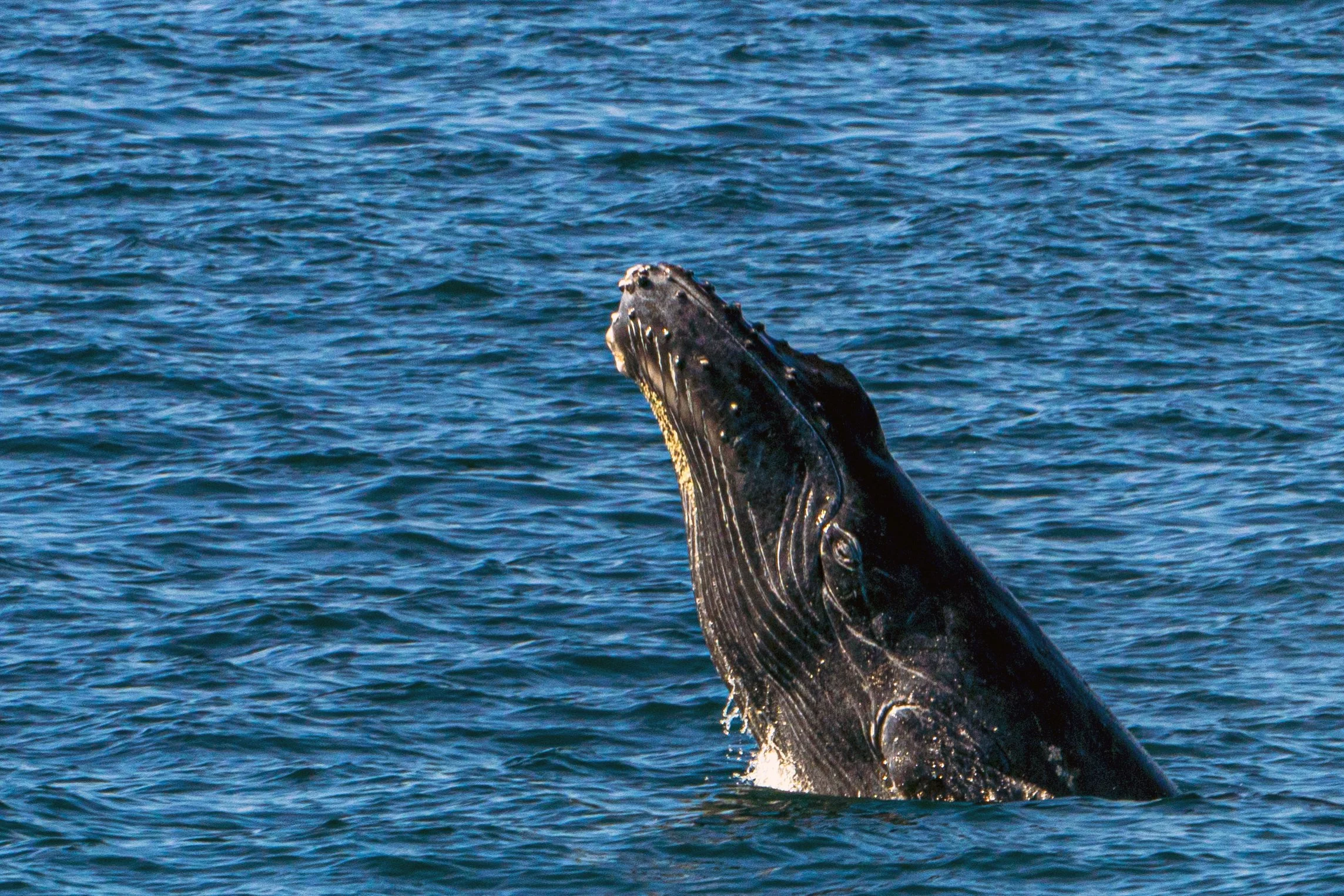 whale1PS.JPG