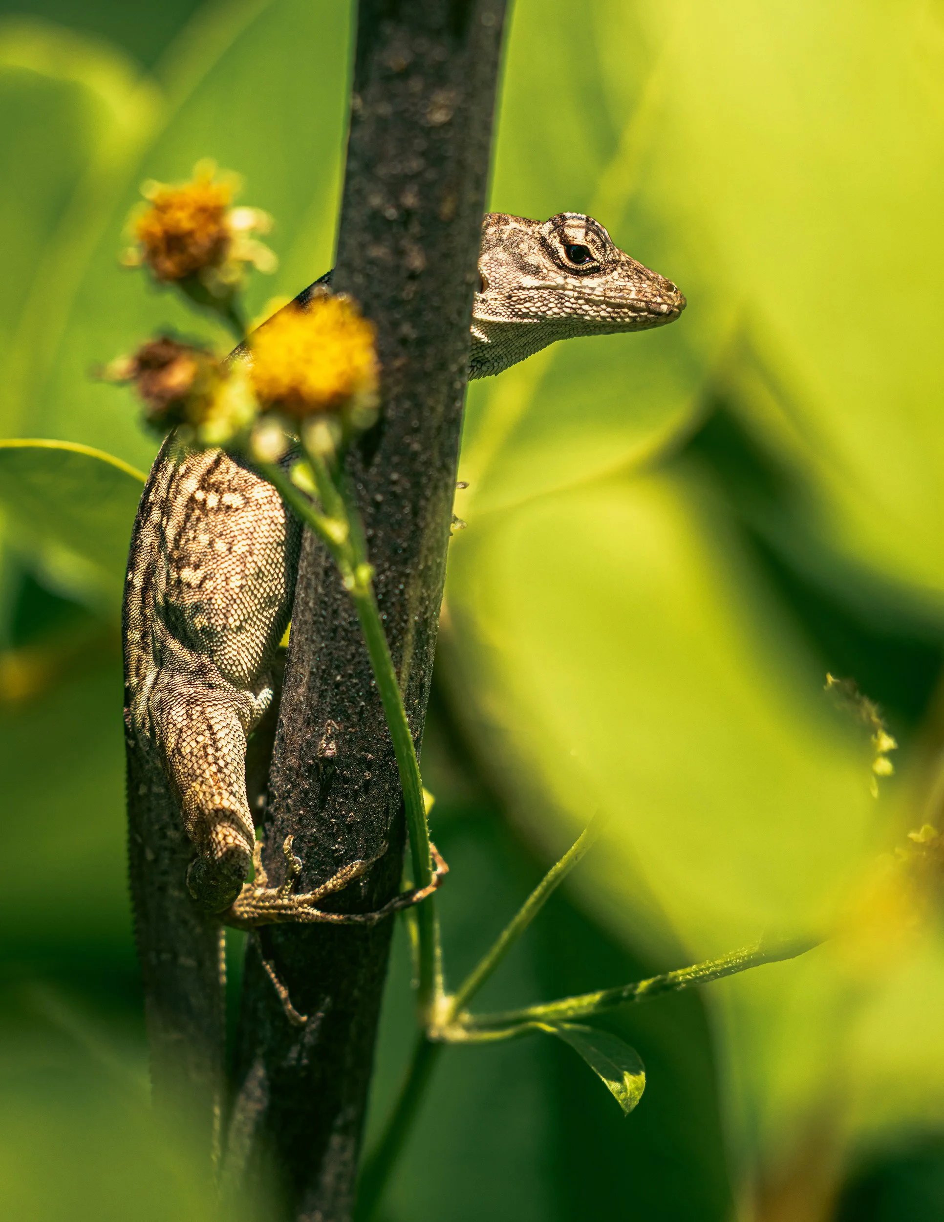 2025_Lizard1PSWebsite.jpg