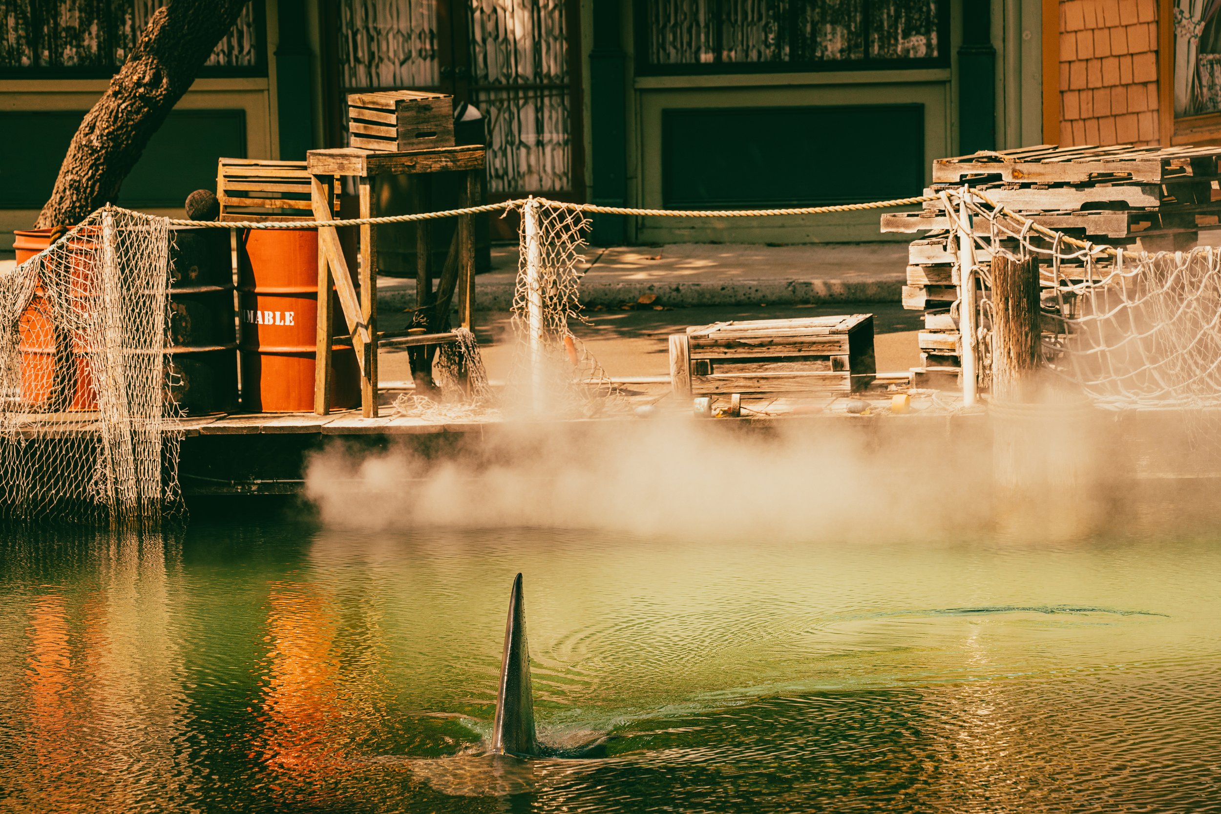 Jaws11-09416.jpg