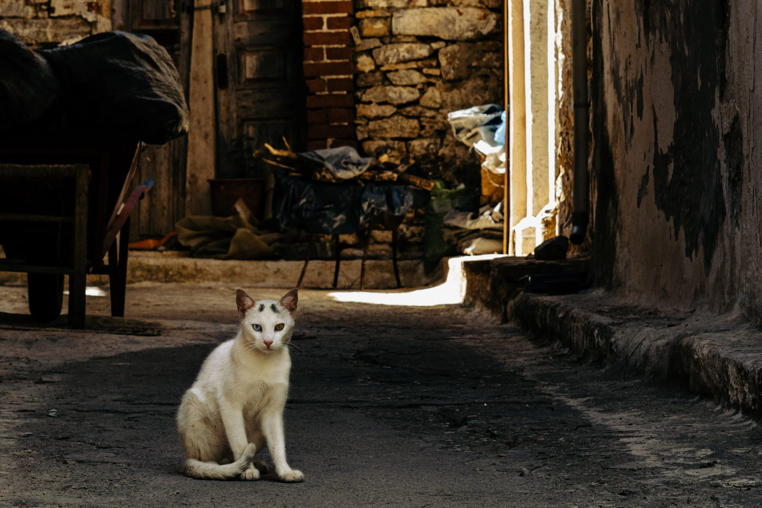 KhiosInstaCat1-6.JPG