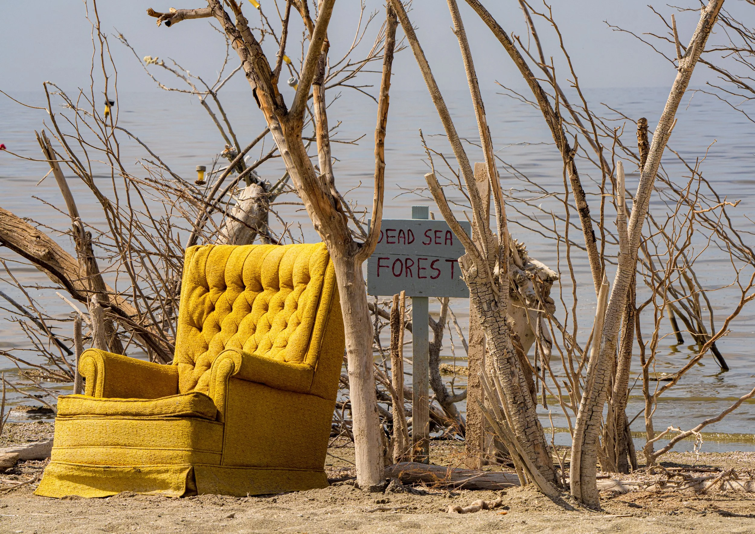Saltonseadeadseaforest-04928.jpg