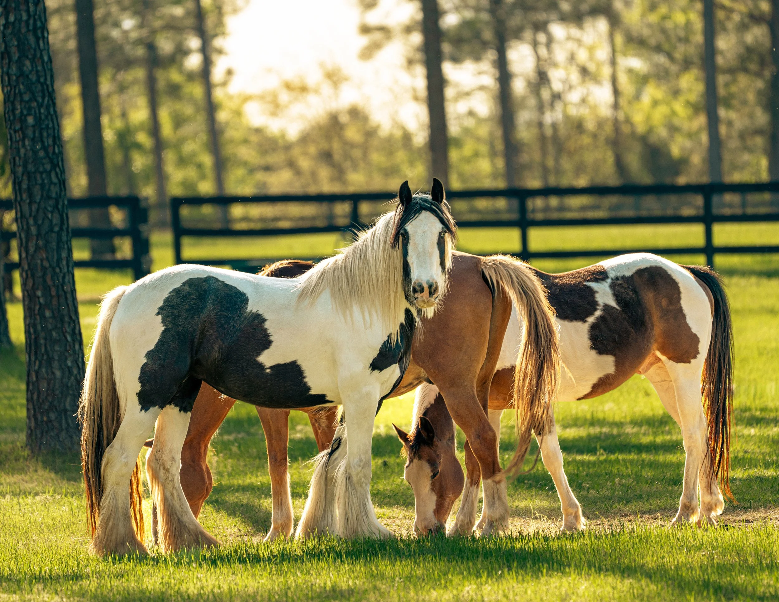 2025_AikenHorses1PSWebsite.jpg