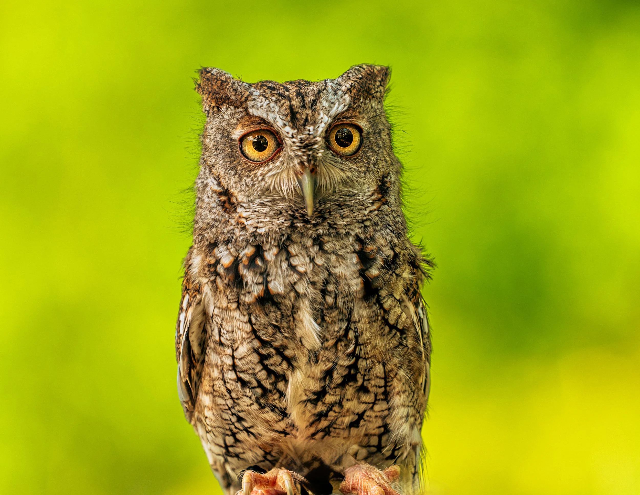 2025_Owl1PSWebsite.jpg