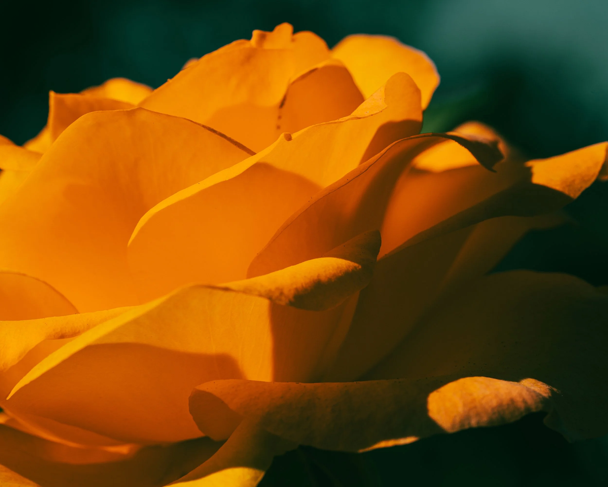 2026_FebFlowers_7PSWebsite.jpg