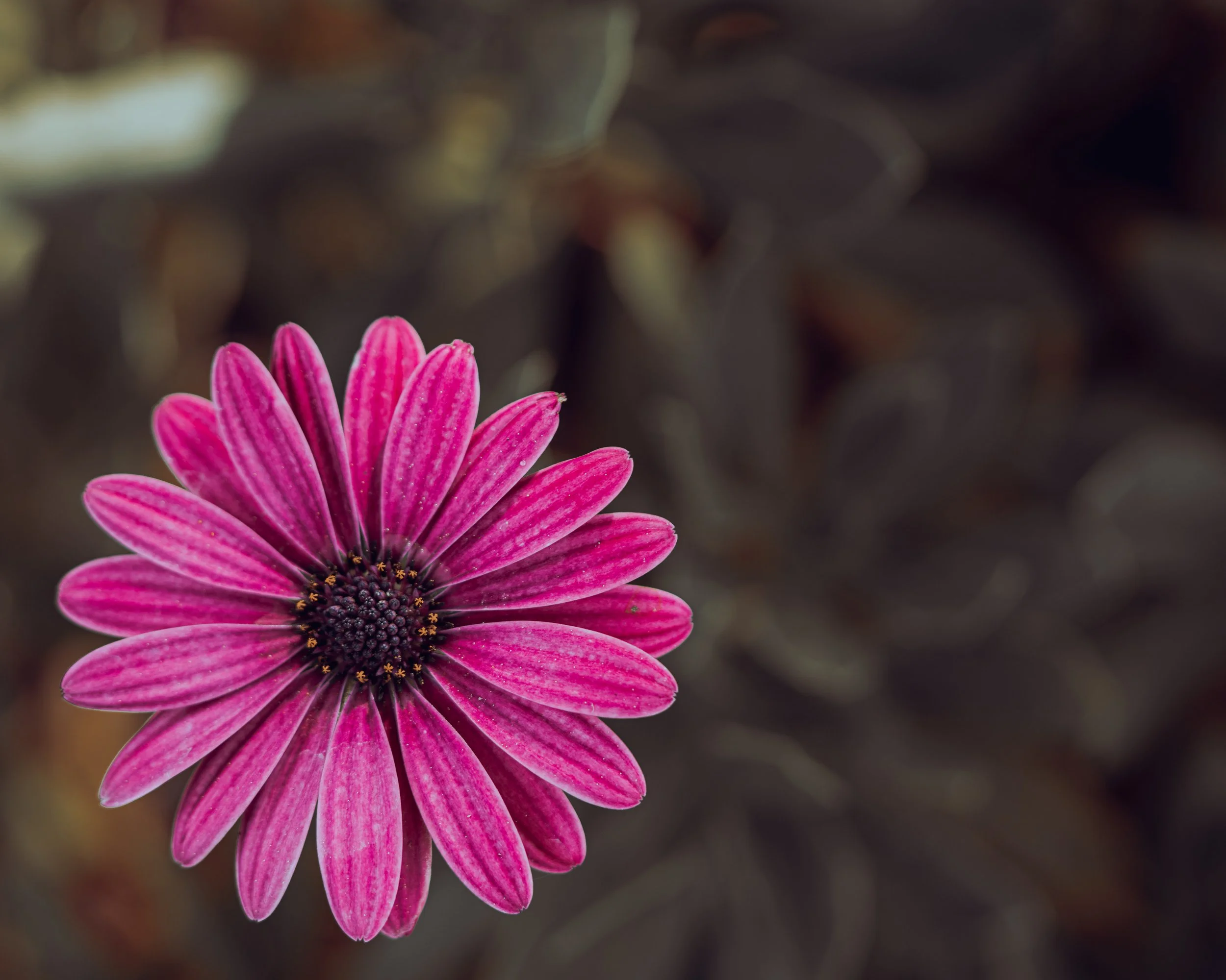 LRCHFLOWERS1.JPG