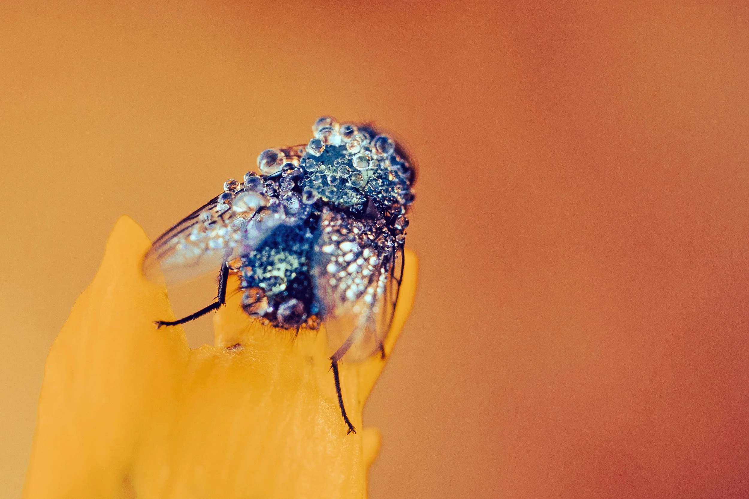 Wetfly1-1PS.JPG