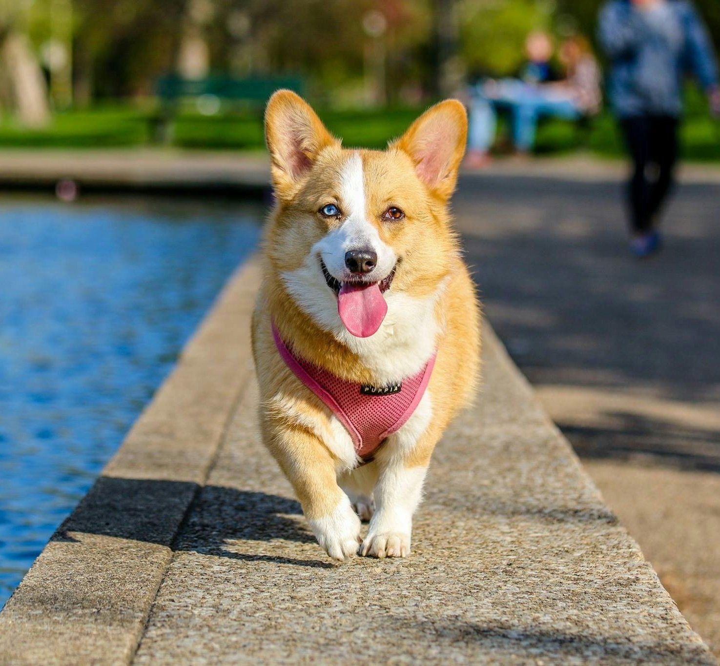 Corgi