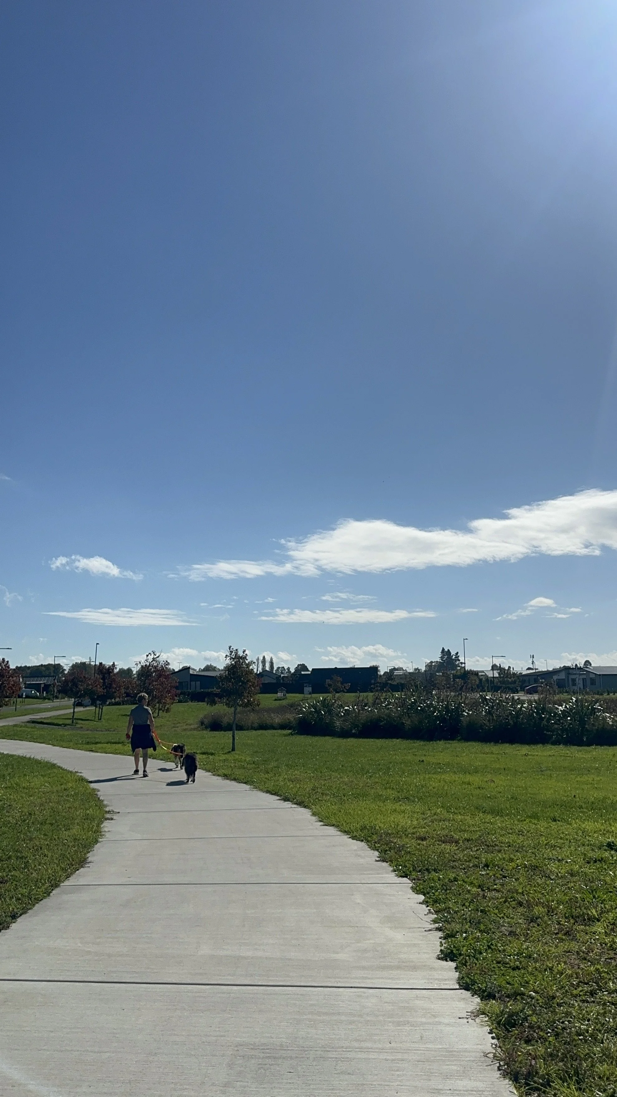 A person walking two dogs on a sidewalk in a park under a clear blue sky with some clouds.