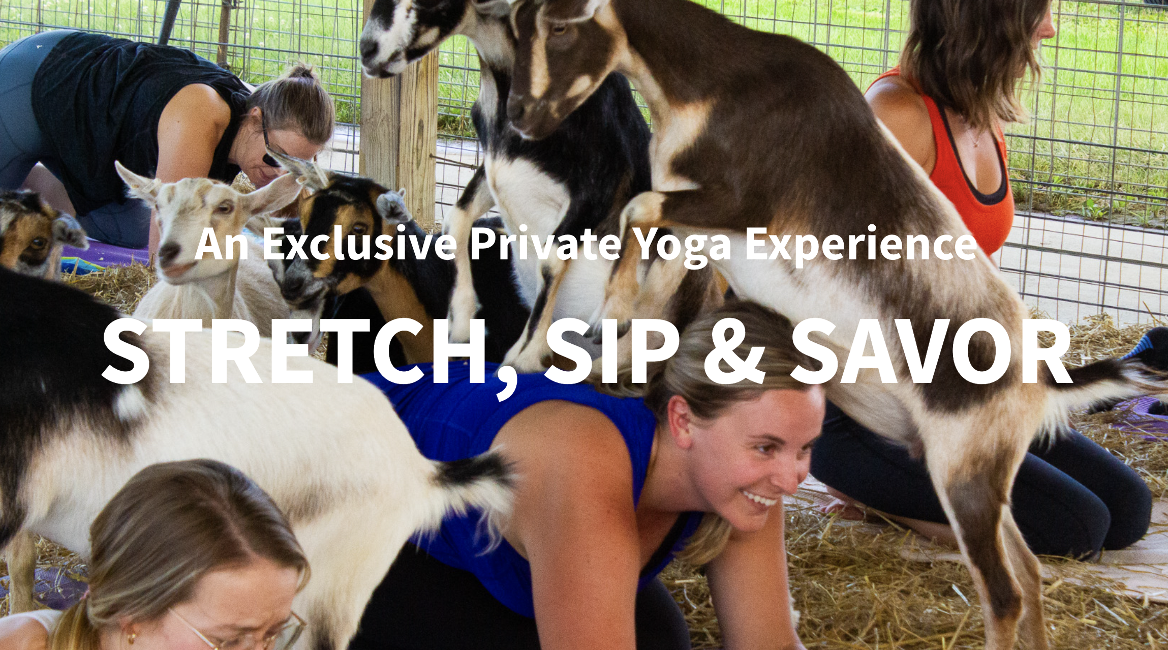 Westview Orchard | Goat Yoga