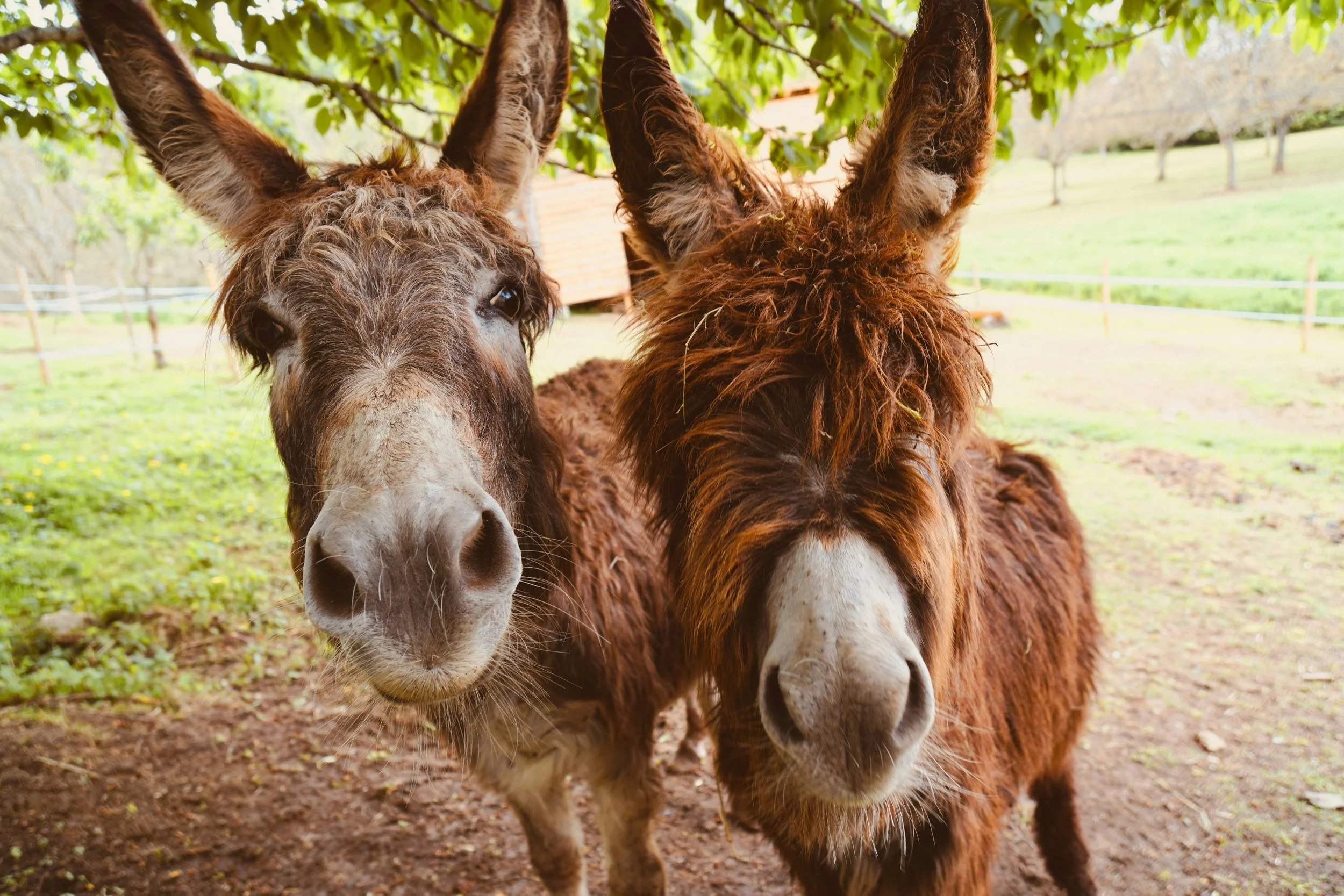 Kensington | Fun on the Farm - Donkeys