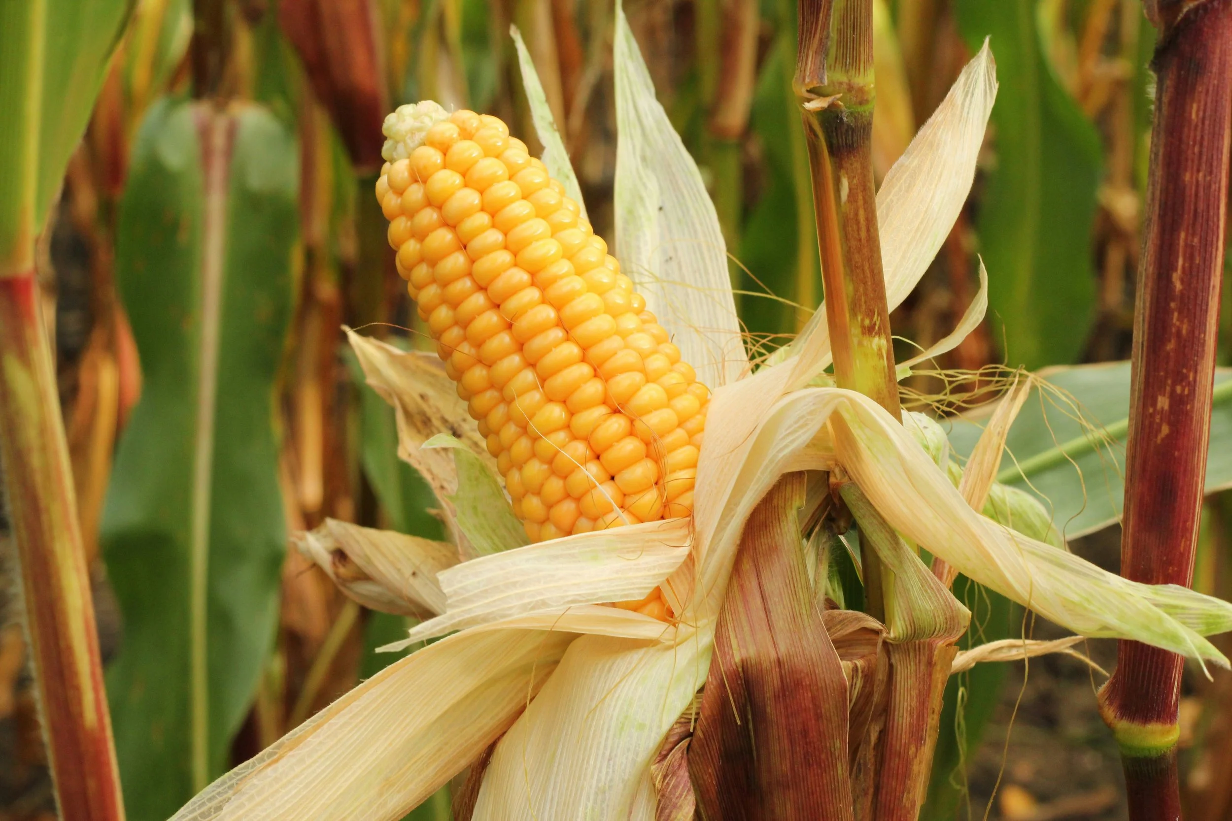 Preserving the Bounty: Sweet Corn Season