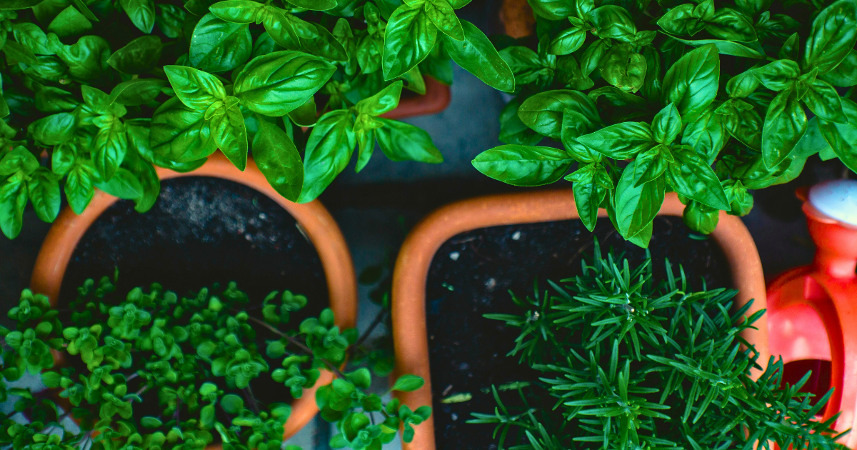 Preserving the Bounty | Herbs