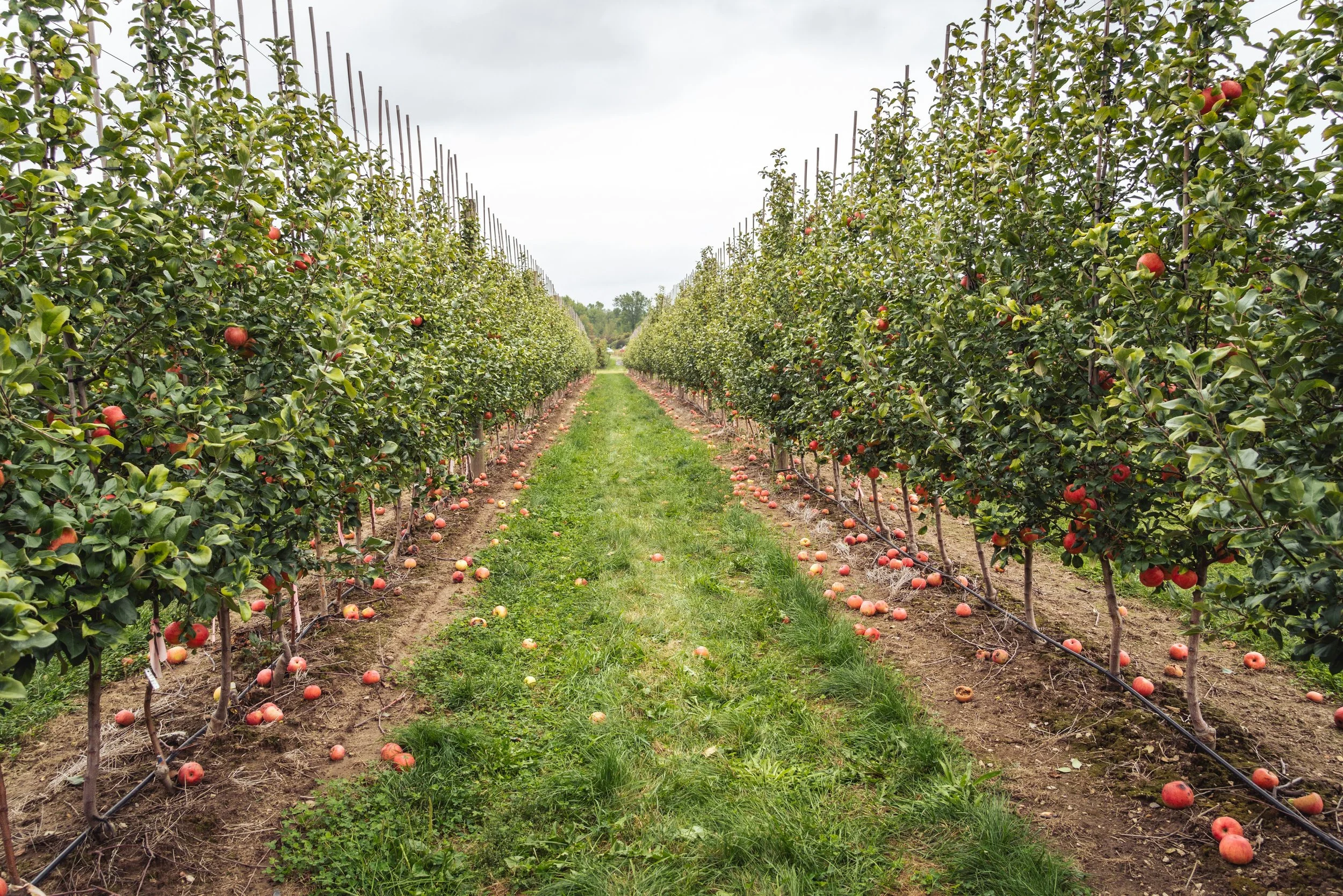 Michigan’s Early Apples &amp; How to Start Preserving the Season