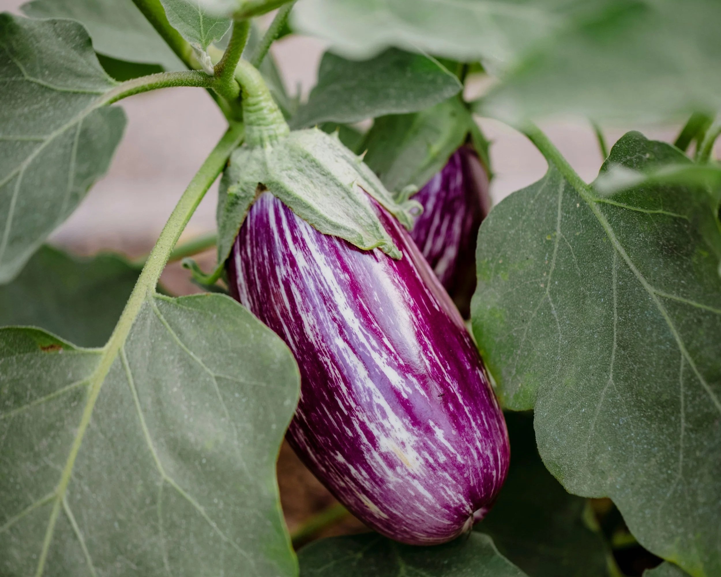 Preserve the Bounty | Eggplant