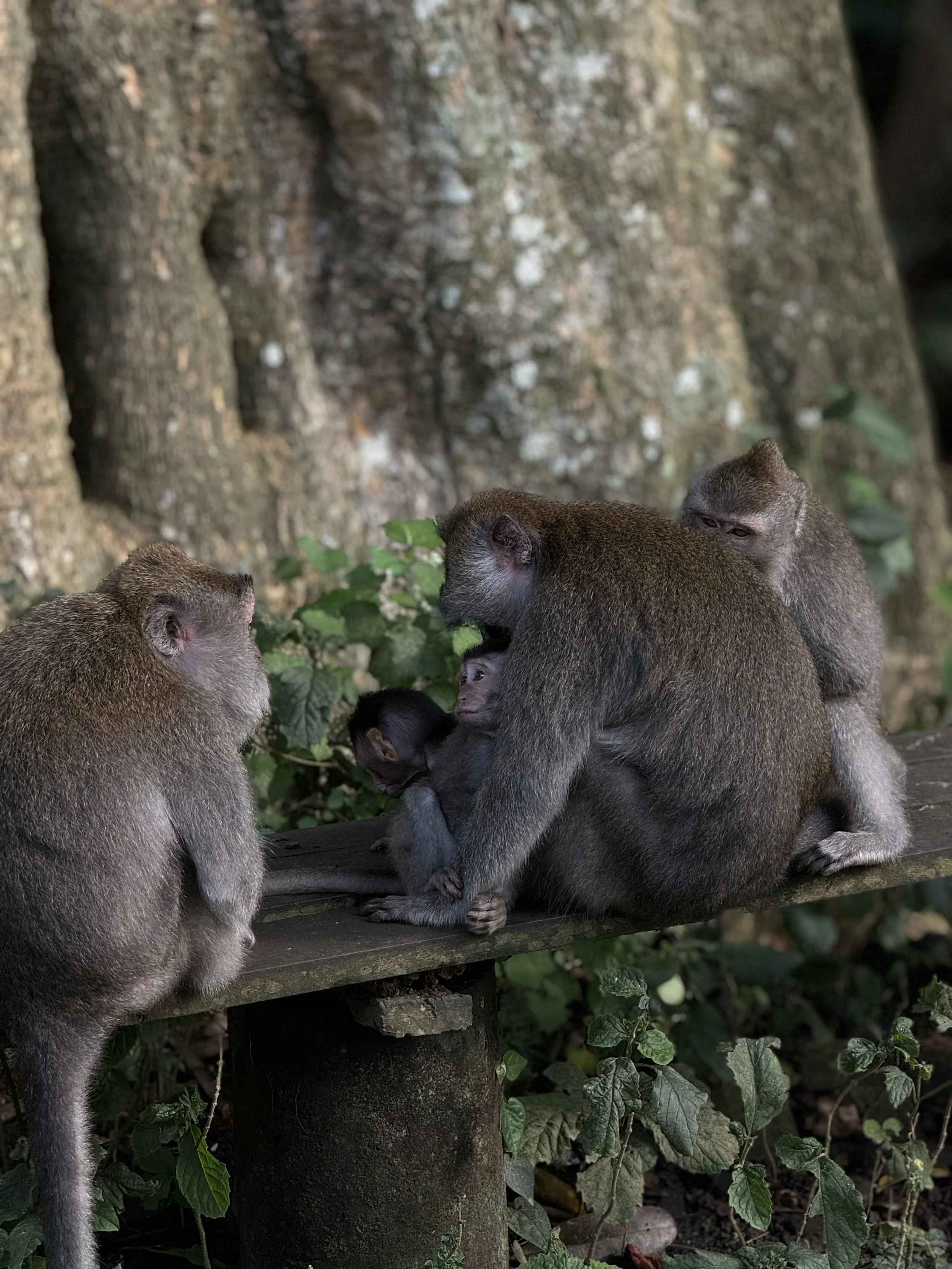 Four monkeys sitting on a wooden branch with green leaves surrounding them in a forest setting.