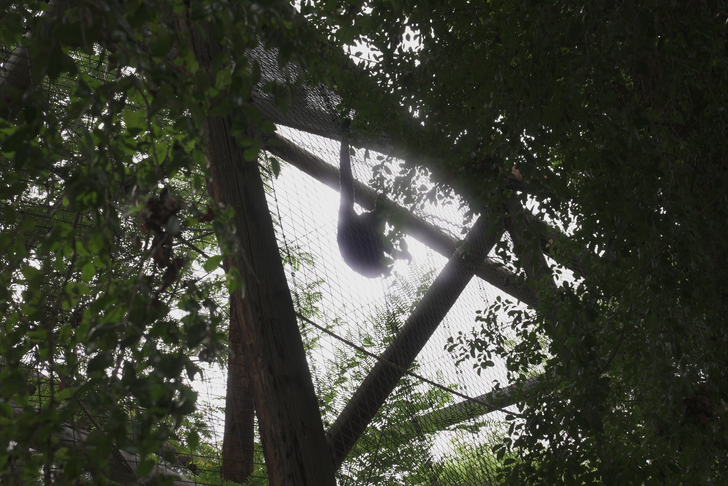 Looking up through dense green foliage at a wooden utility pole with wires and fencing.