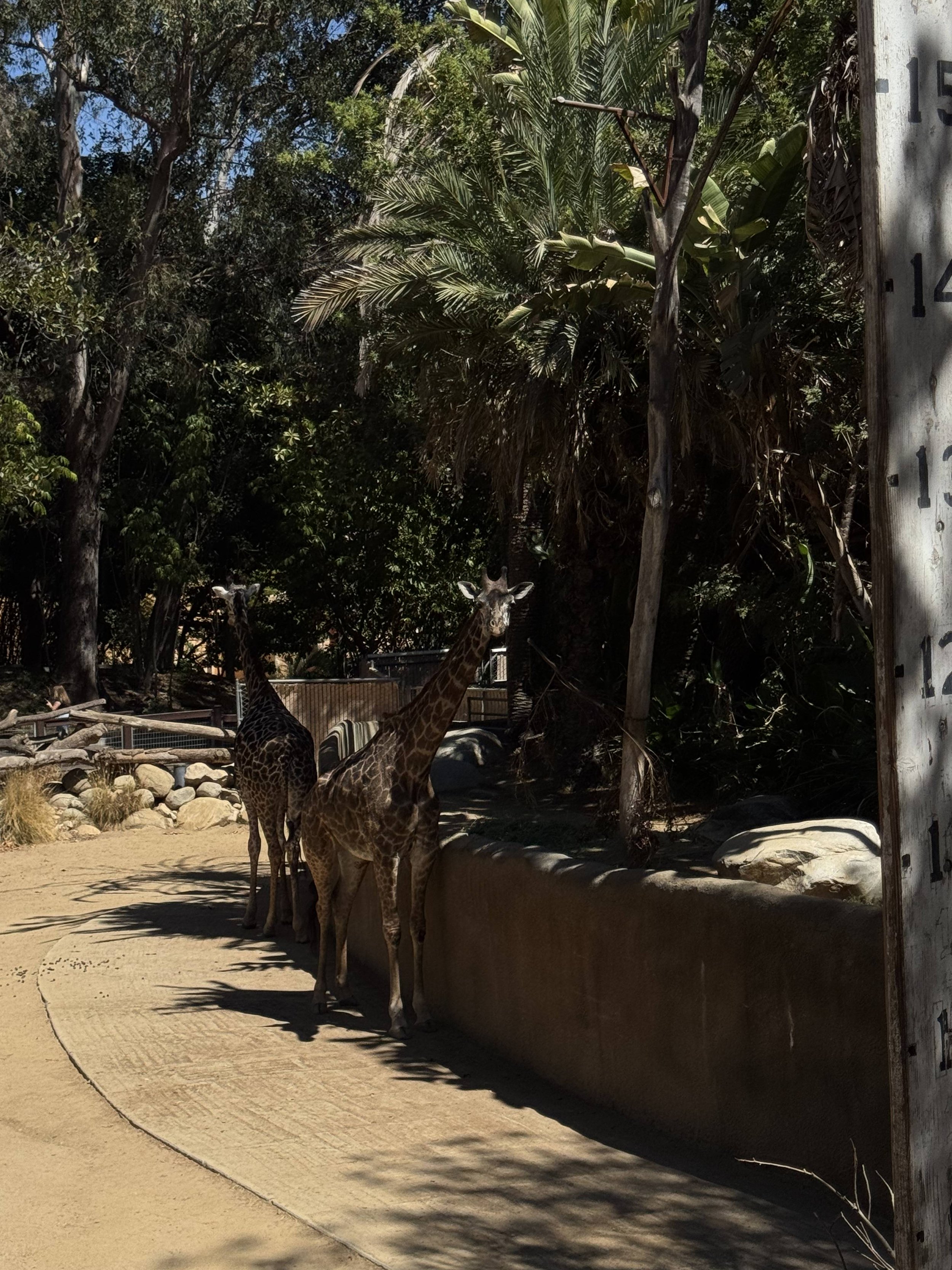 Two giraffes standing on a sandy pathway in a zoo enclosure with trees and foliage in the background.