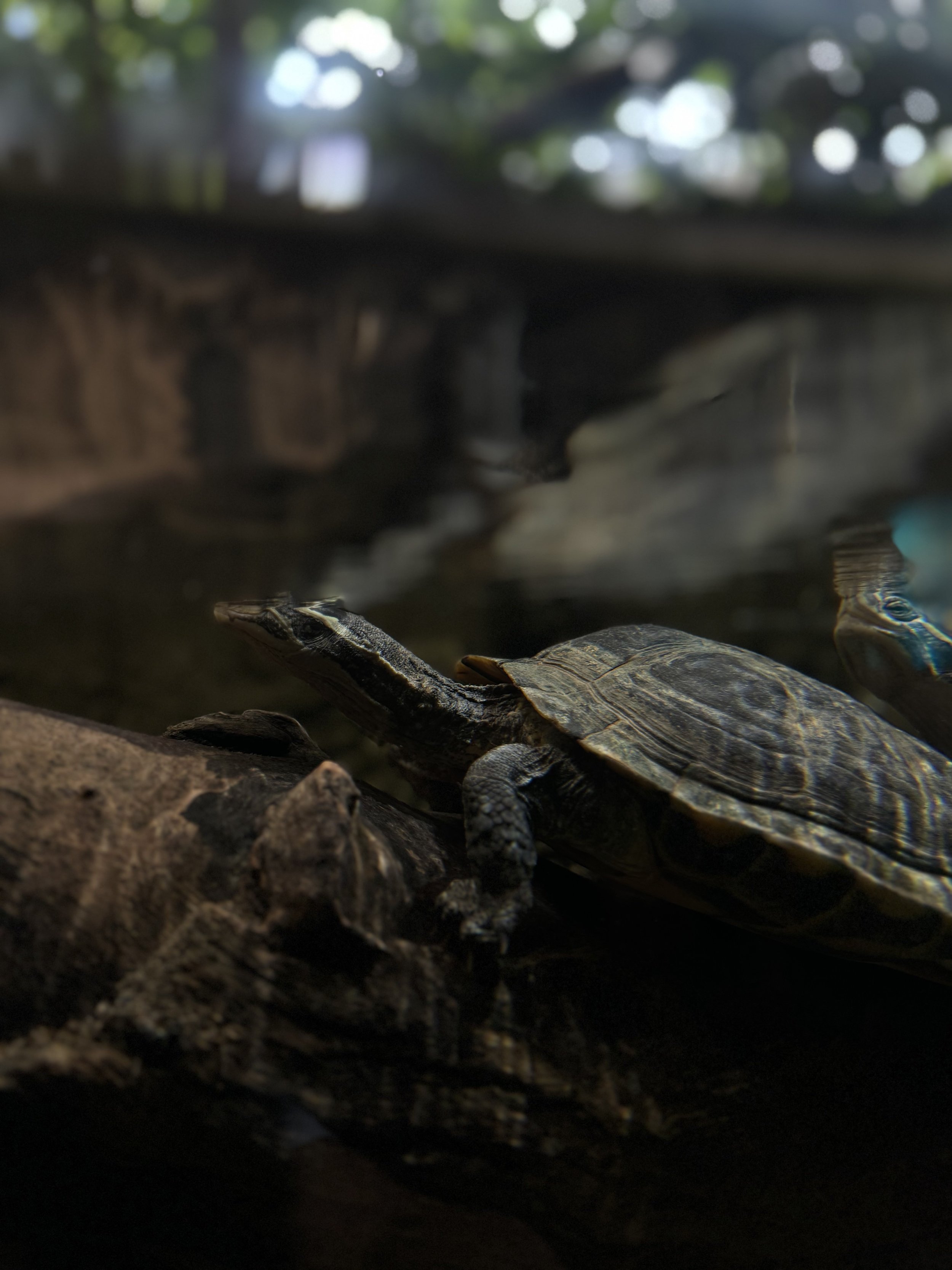 A turtle swimming underwater among rocks and pebbles with a sunny, leafy background.