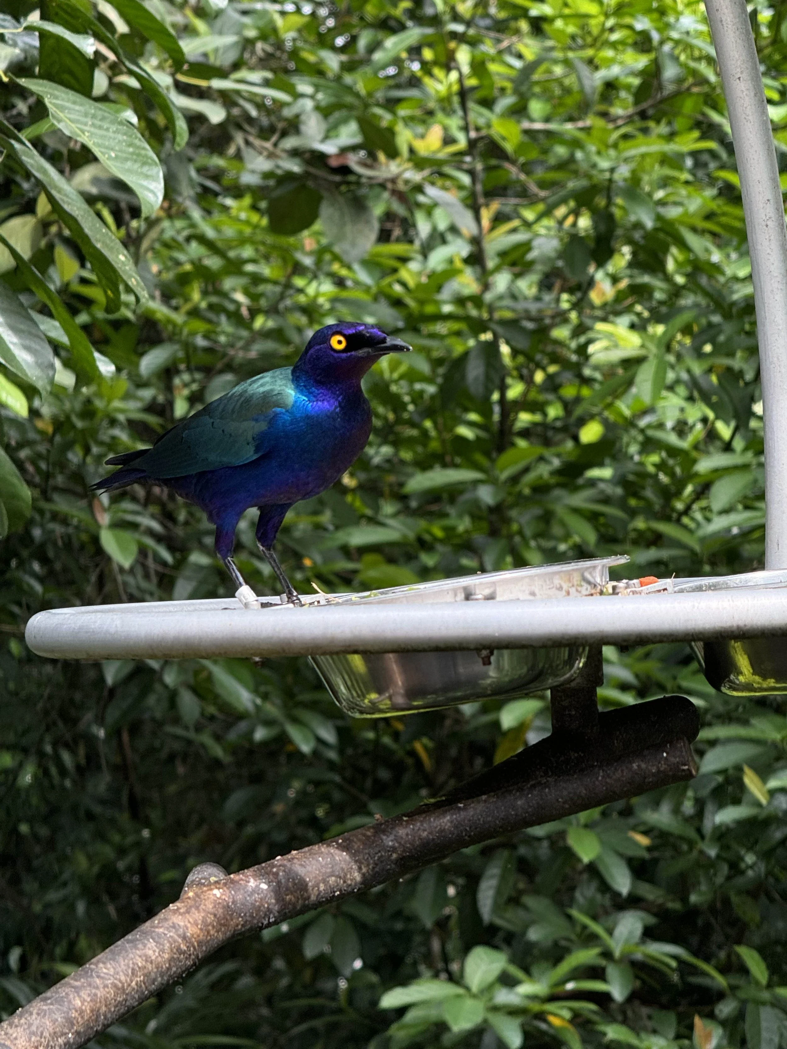 Colorful bird with bright yellow eyes perched on a metal feeder in a lush green forest.