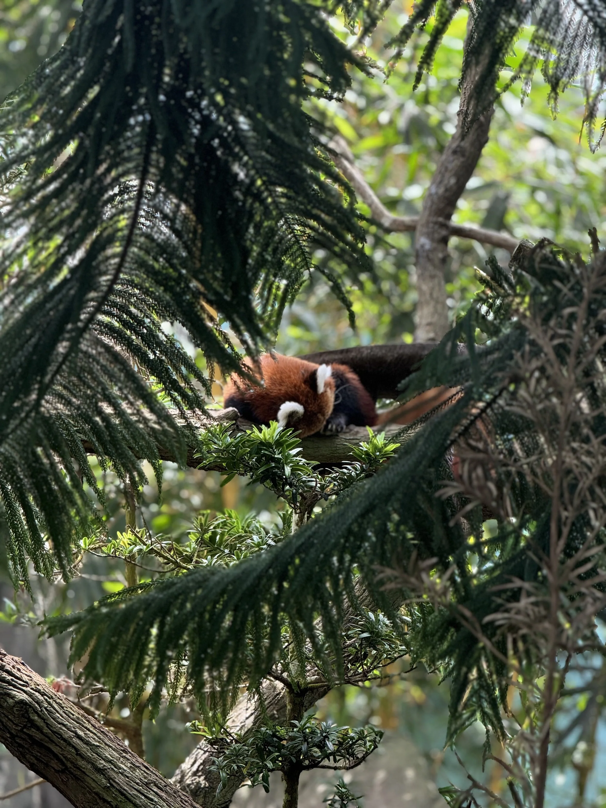 Close-up view of a tanuki sleeping among green branches and leaves in a tree.