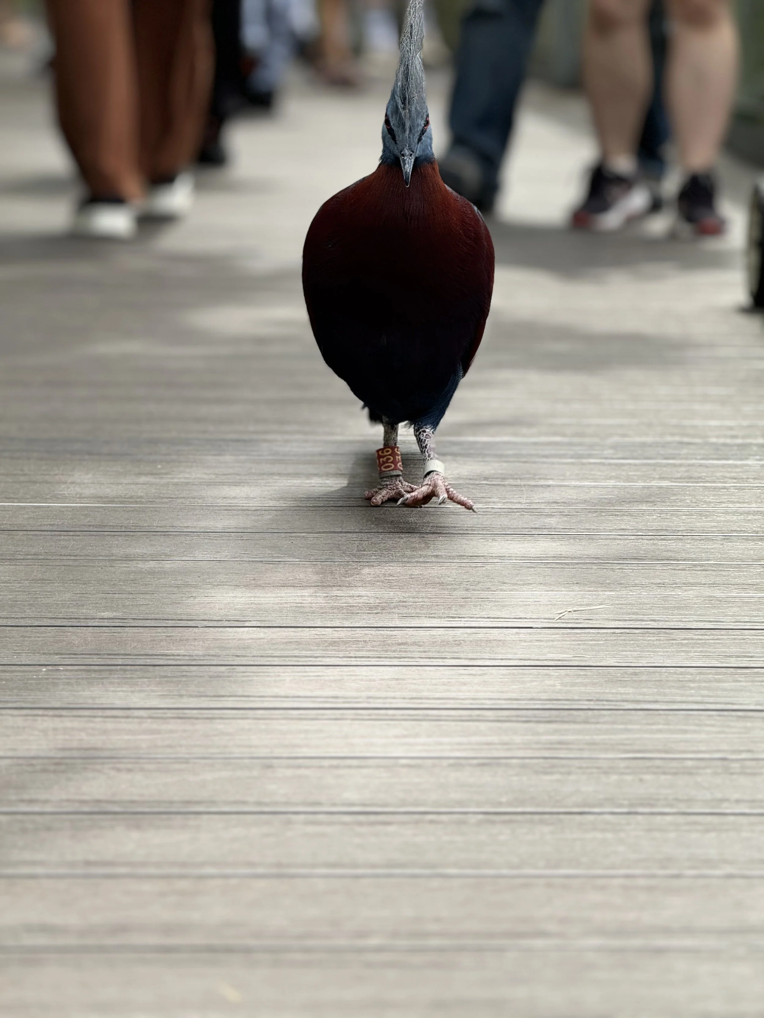 A colorful bird walking on a wooden boardwalk with people in casual clothing in the background.