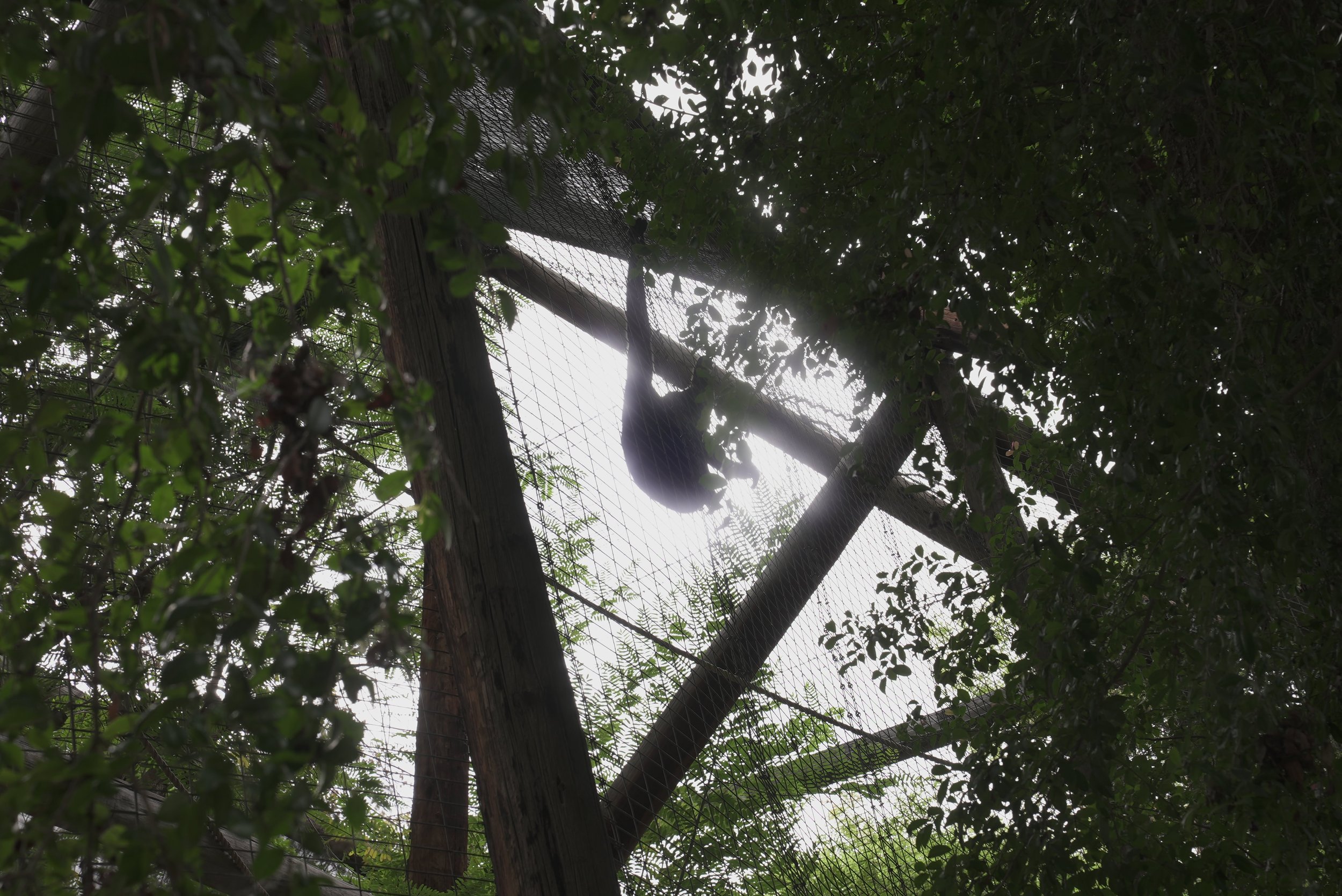 Close-up view of a bird perched on a wooden post surrounded by lush green foliage and a wire fence overhead.