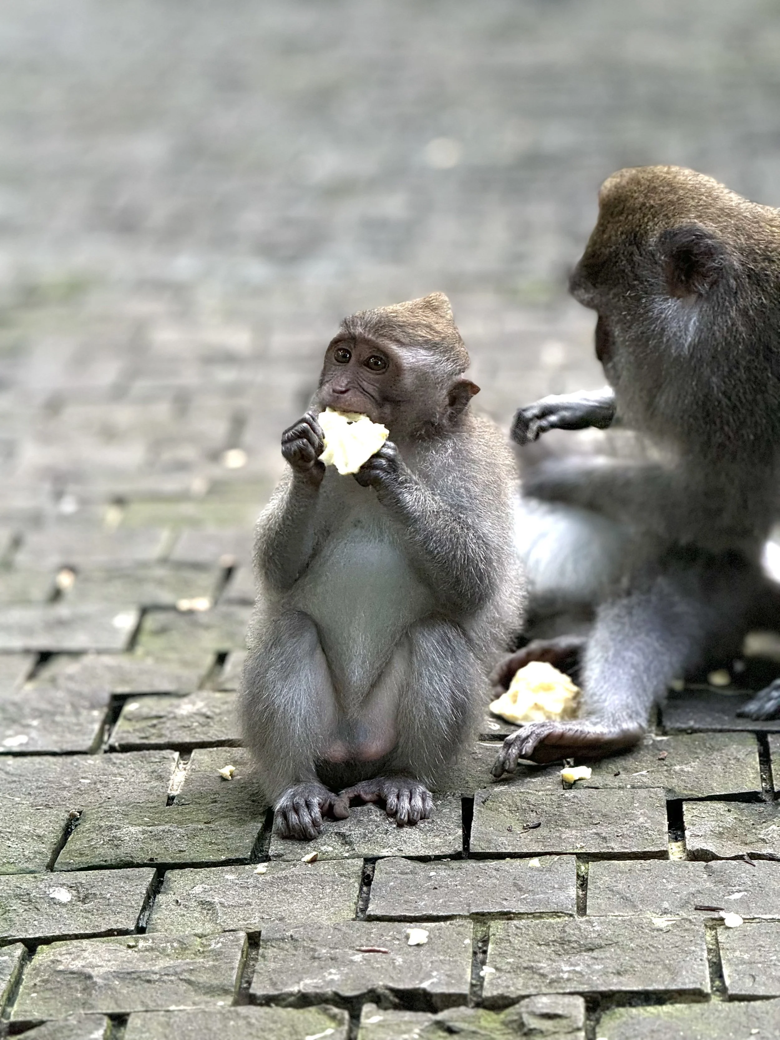 Two monkeys sitting on a paved ground, one of them eating a piece of food.